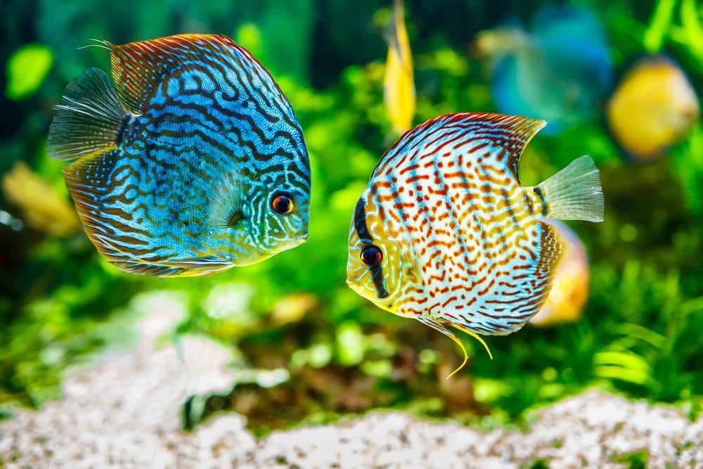 Care Guide for Discus Fish — The King of the Aquarium by