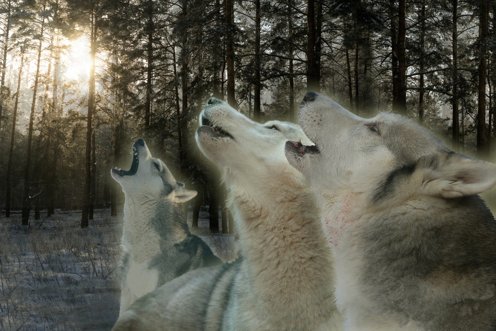 Howling At The Moon Communication And Connection For Healing The Pack 