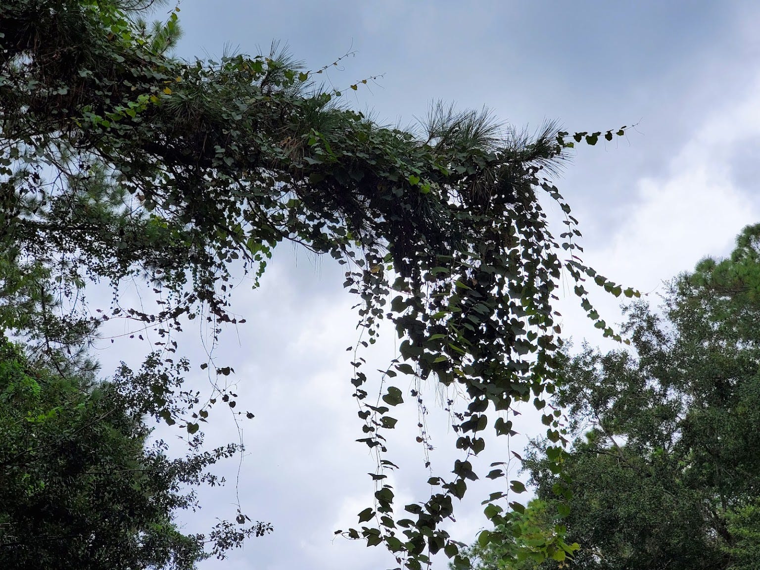 The Vining of Florida. A photo essay of late summer | by Dennett ...