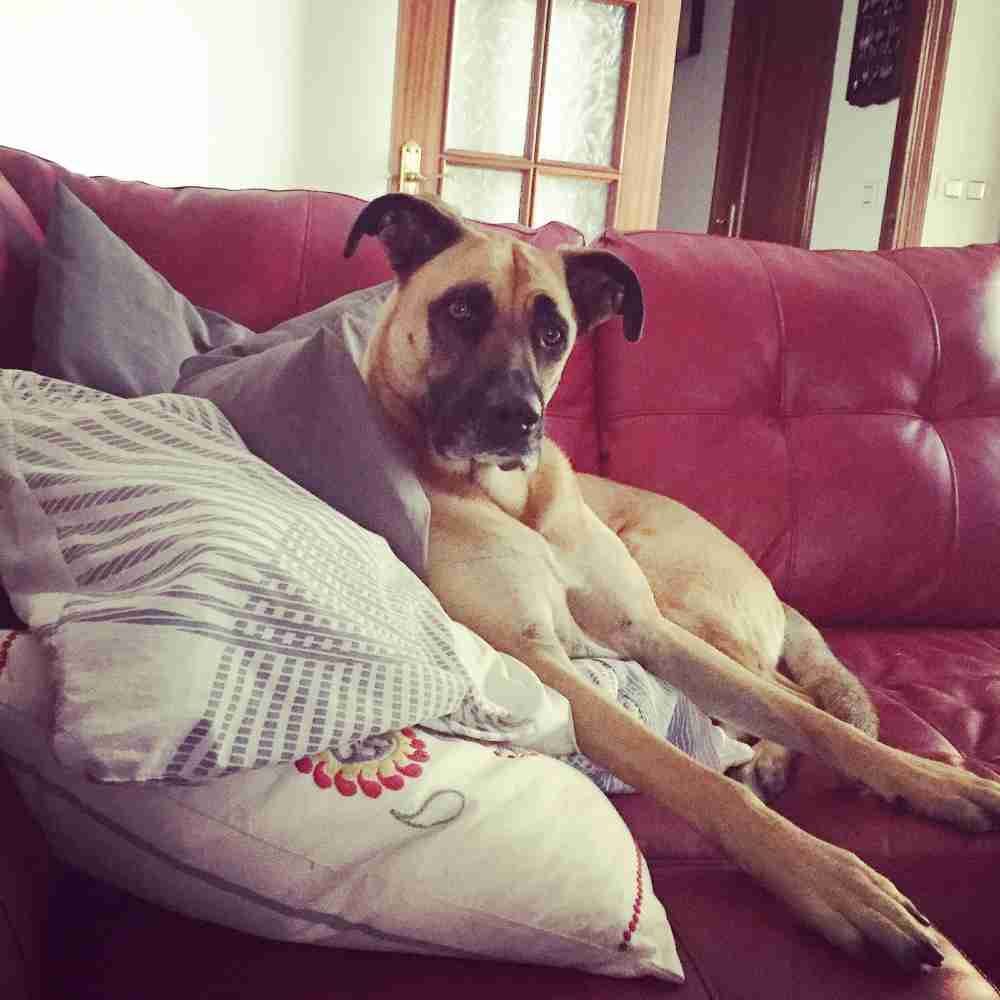 Gorgeous Boxer German Shepherd Mix Dog For Private ...