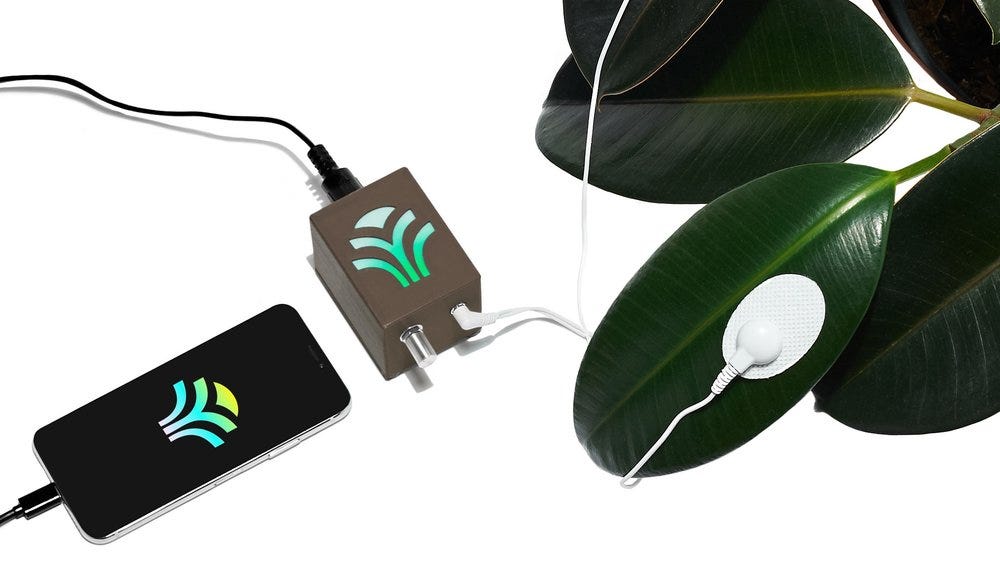 Plants Making Music What S That All About By Pavle Marinkovic Predict Medium