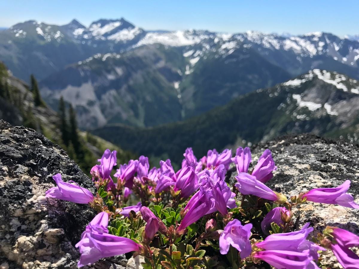 Фото Горных Цветов