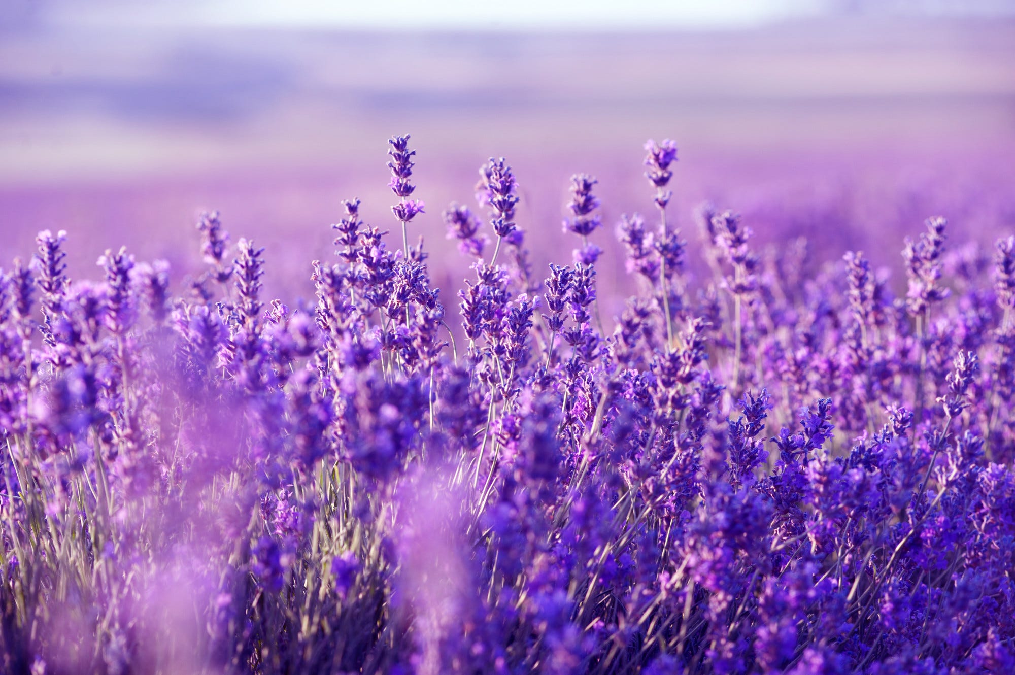 herbs for glowing skin - Lavender