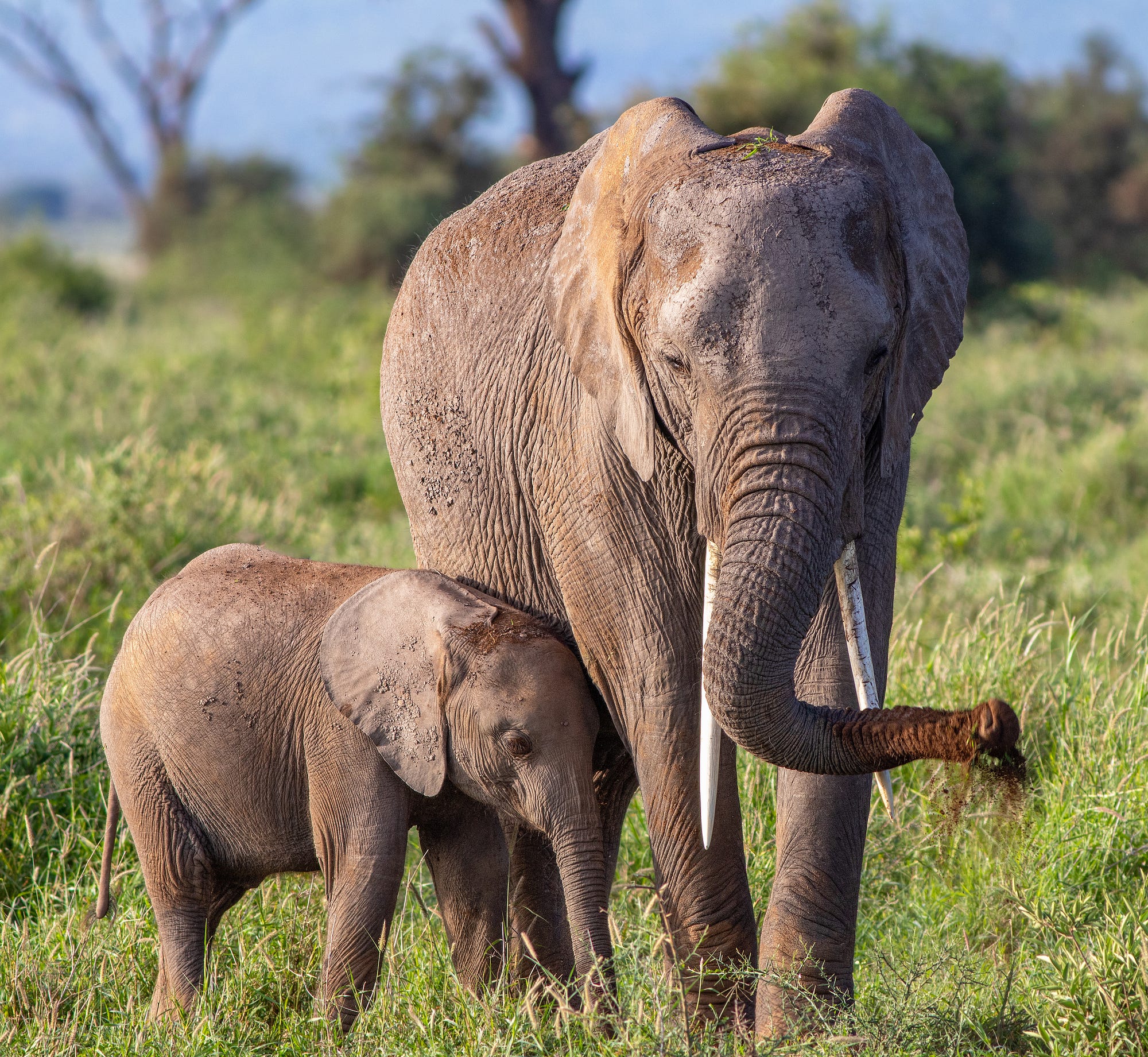 Elephants Teach Us About Love And Grief By Tree Langdon Hello Love Medium