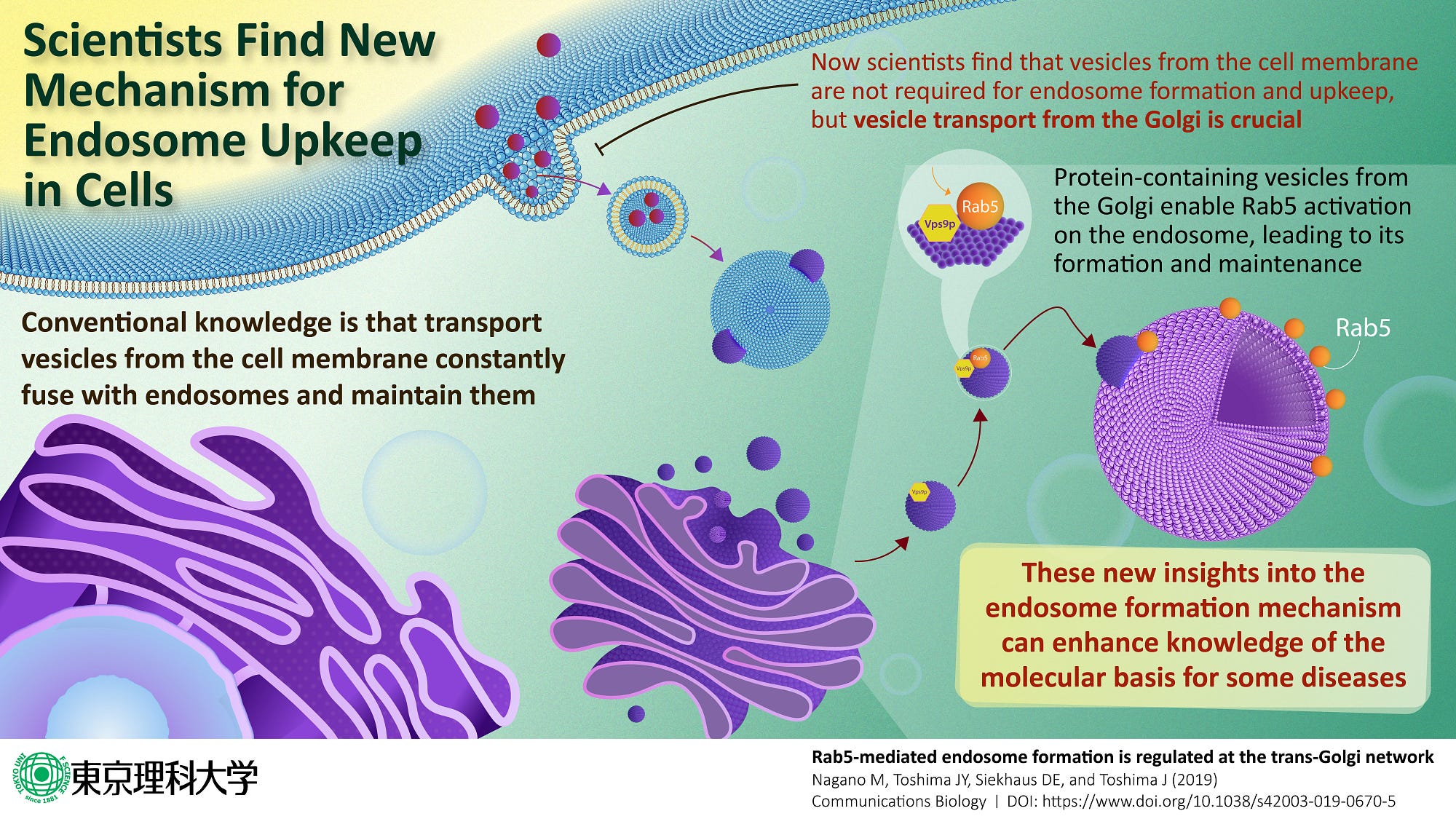 Formation & maintenance of the Endosome are governed by a newly discovered cellular mechanism