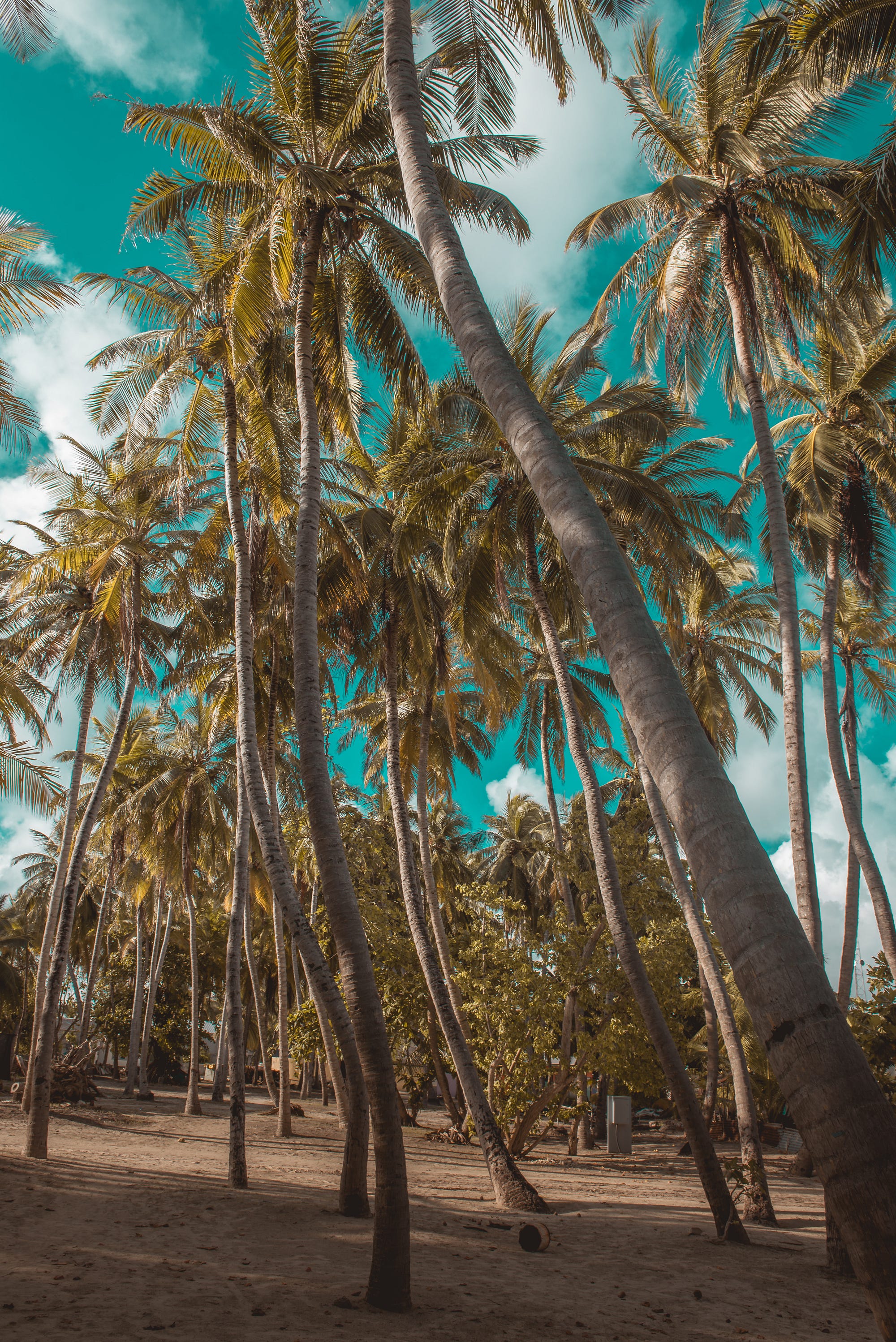 The Rustling Trees. An Ode to Love, and The Wind | by Fọlábòmí Àmọ̀ó ...