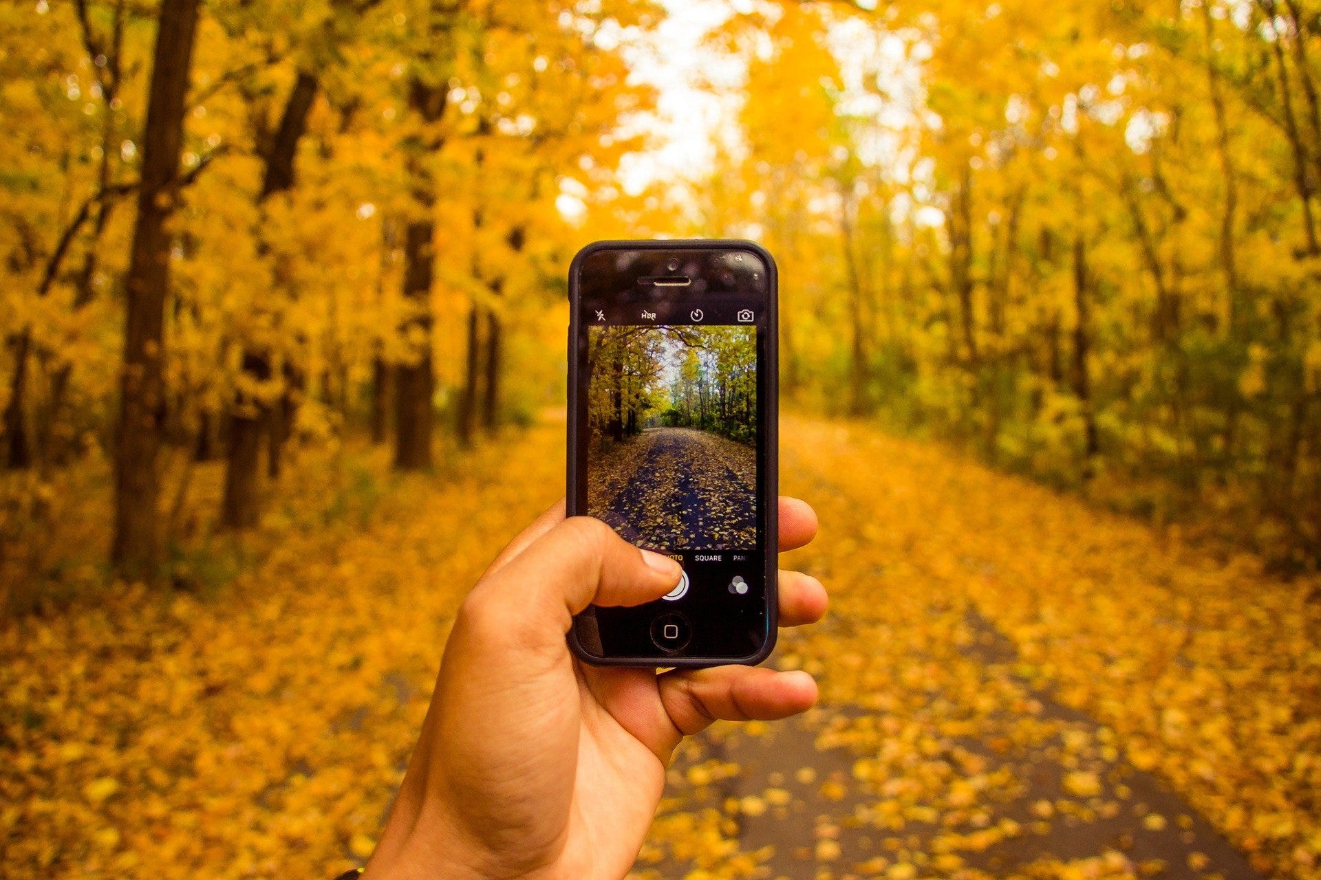 A person walking through a forest of golden leaves while taking photos with a cell phone.