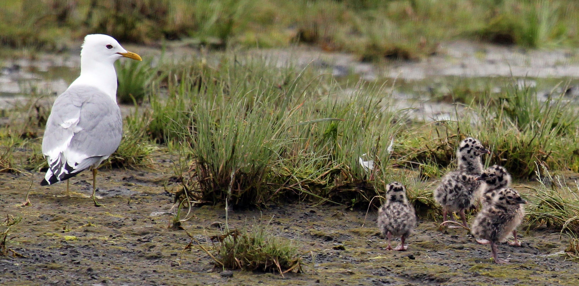 mew gull with chicks