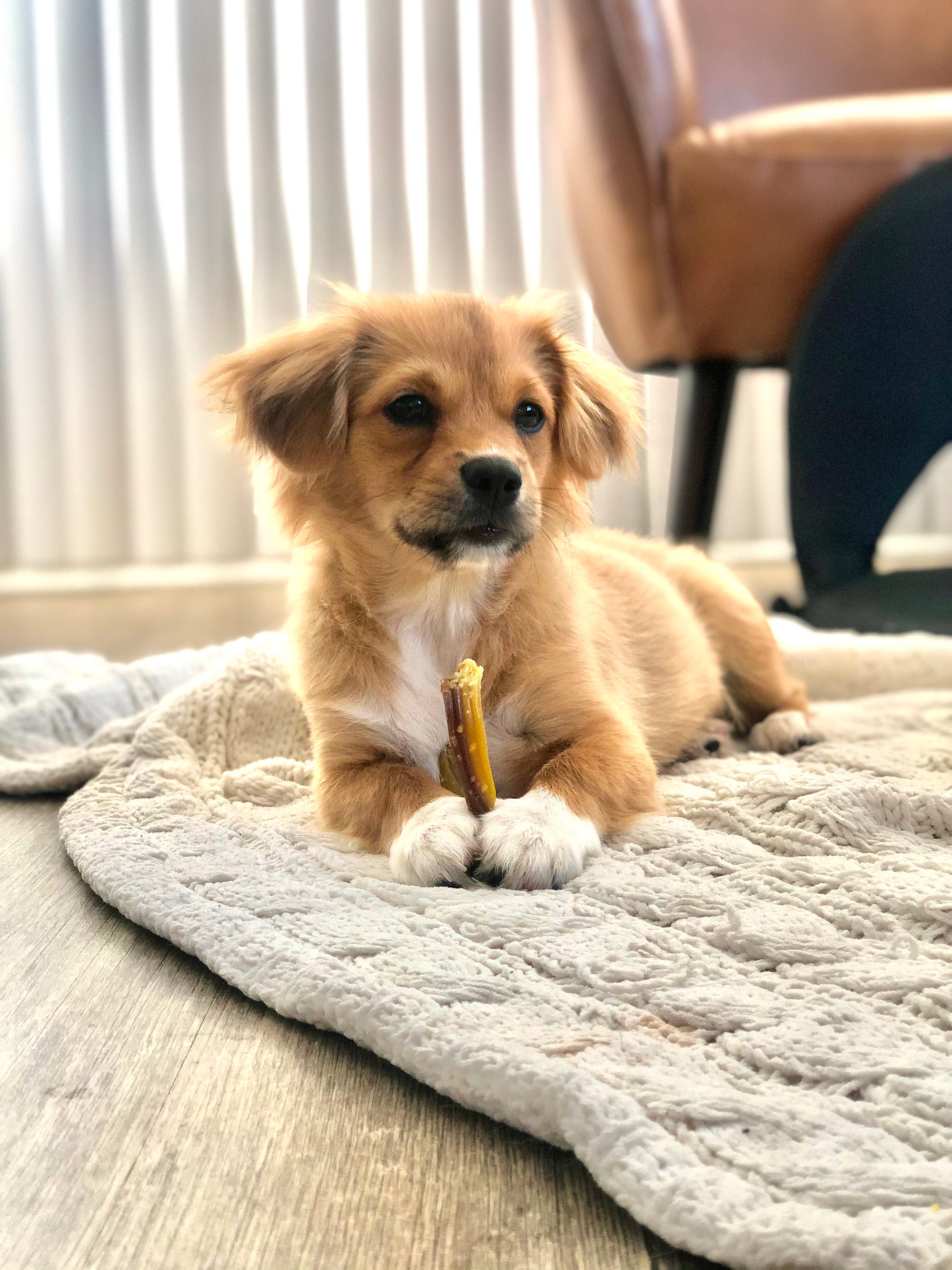 To Ease My Pre Election Anxiety I Started Talking To My Dog Then He Started Talking Back By Dan Moore P S I Love You