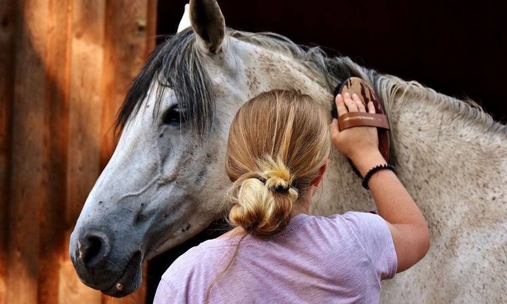 How to Take Care of a Horse Shirley Campbell Medium