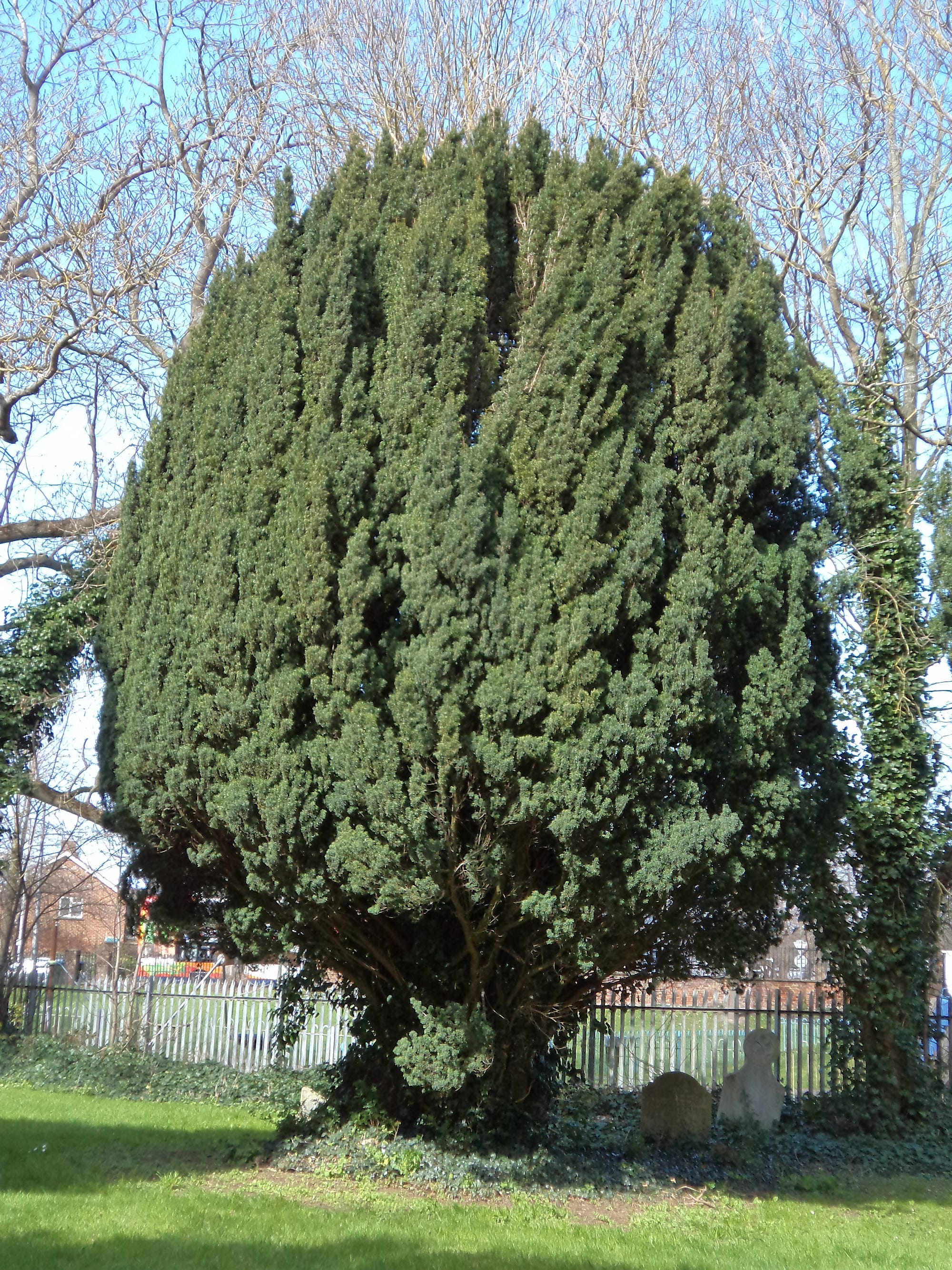Y is for Yew. The yew tree (Taxus baccata) is often… by CCCU The