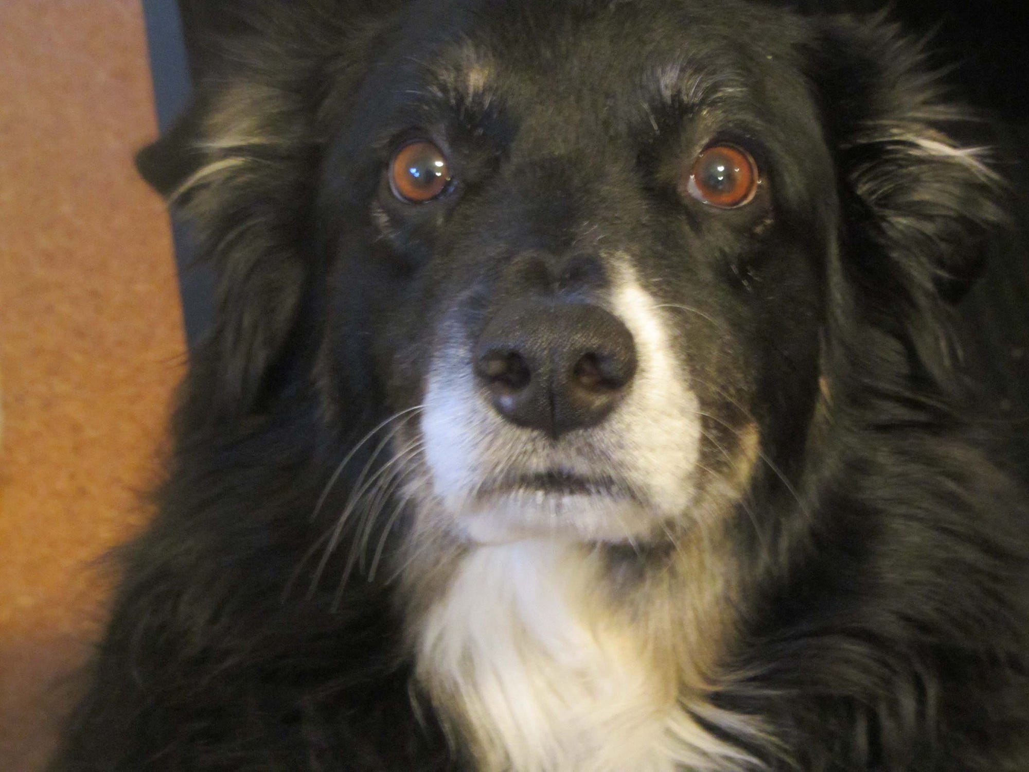pusheen double bedding
