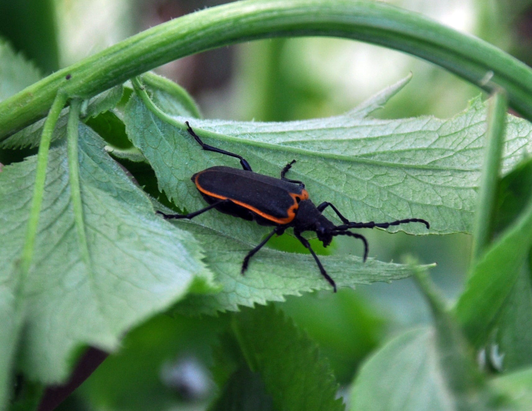 a mostly black beetle with red outline on an elderberry leaf