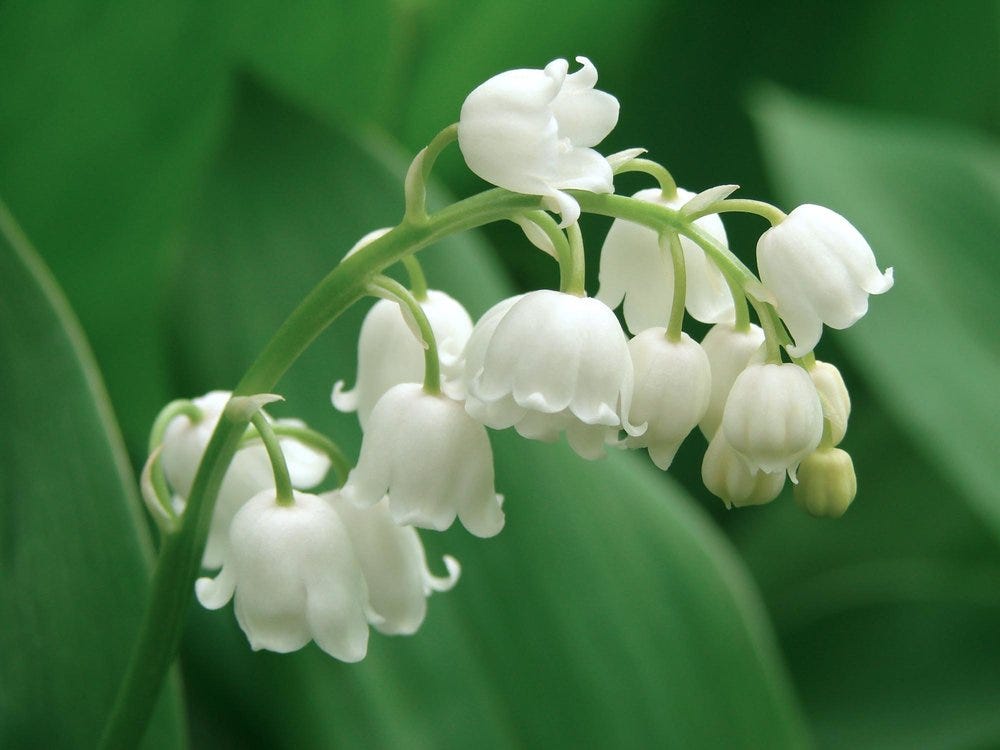 9 Most Expensive Flowers On The Planet By Flowers N Fruits Medium 9 Most Expensive Flowers On The Planet By Flowers N Fruits Medium