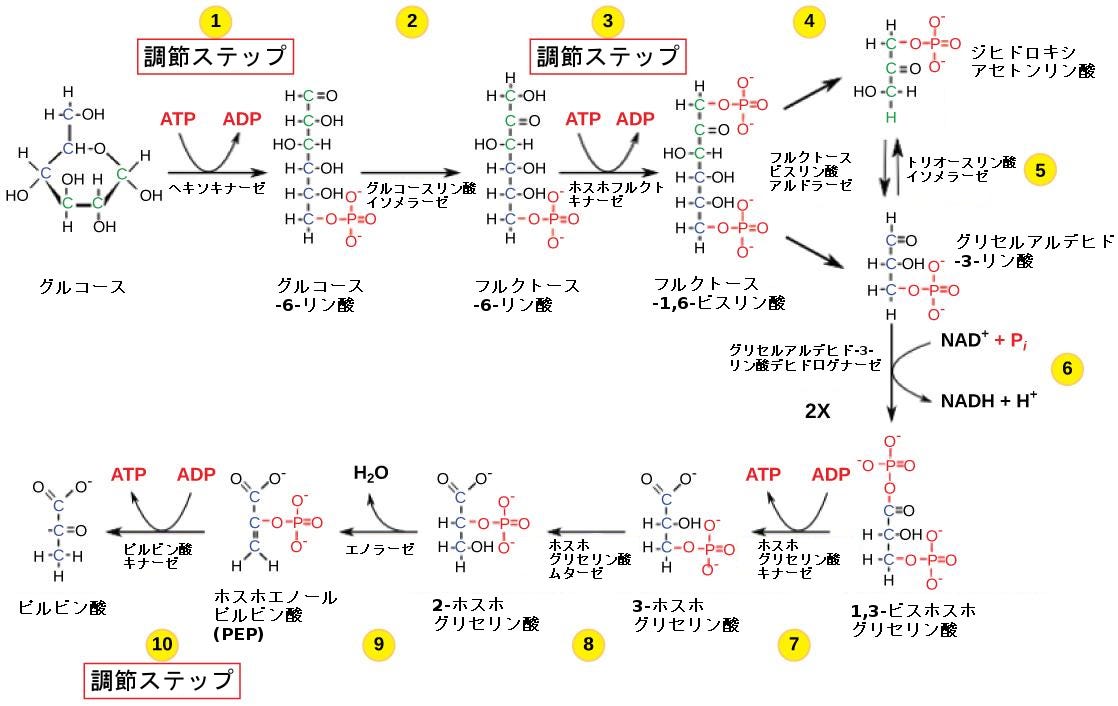 生物学 第2版 第7章 細胞呼吸 Japanese Translation Of Biology 2e By Better Late Than Never Medium