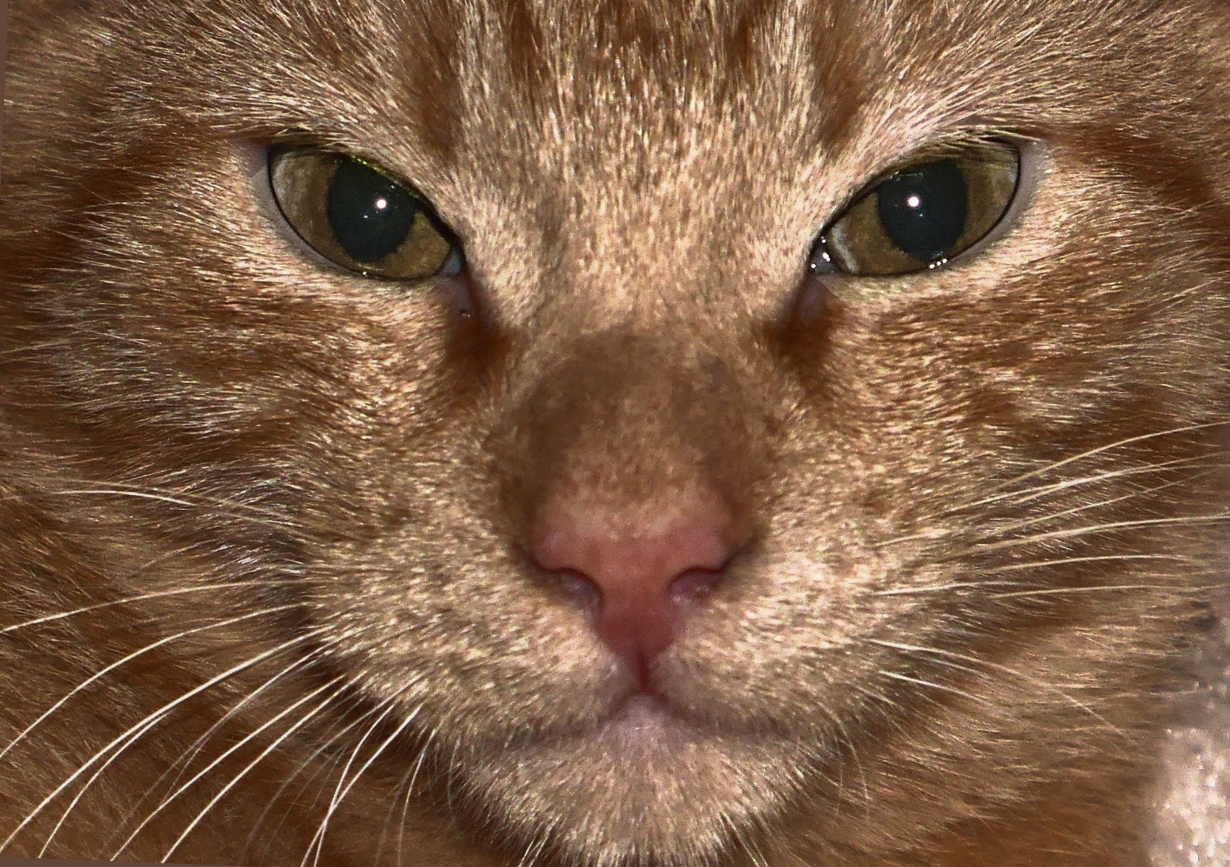 Kiki the Cat. They say that cats know nothing of… by Irma Wilkins