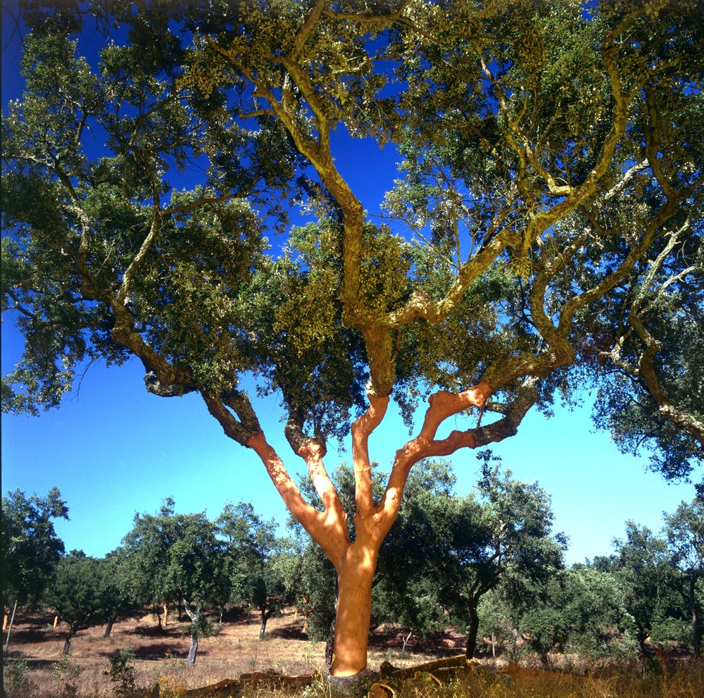 Cork A Renewable Resource. You can thank Quercus suber for the… by