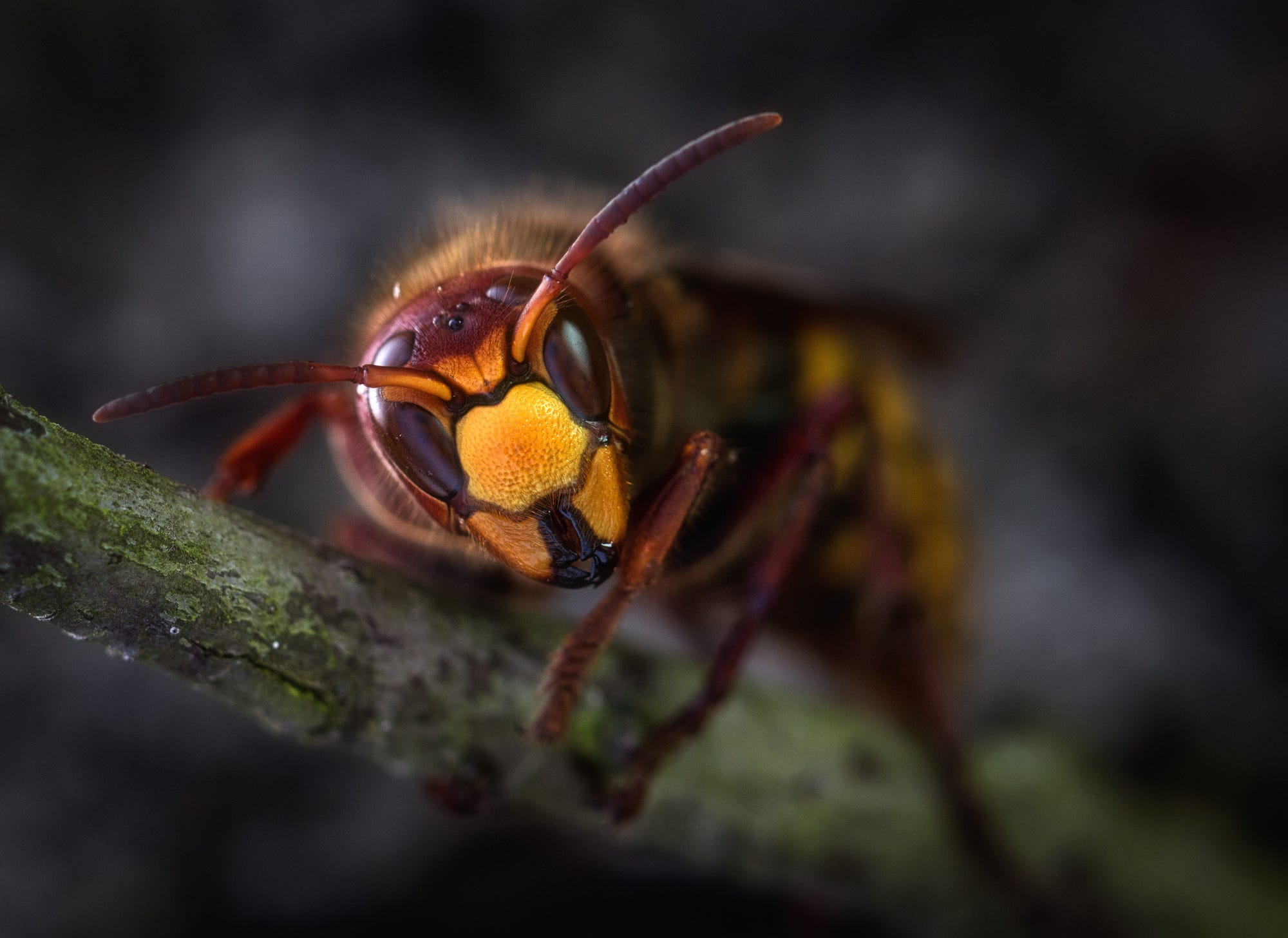 Why Are the and Wasps So Bad This Year? by Tim Ebl