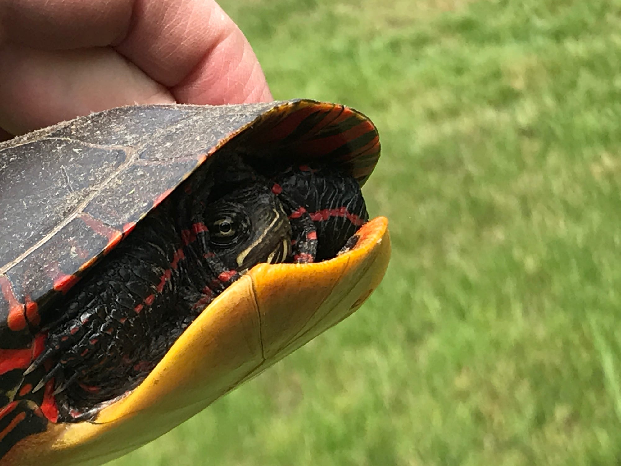 A hand holding a painted turtle that has retreated into its shell