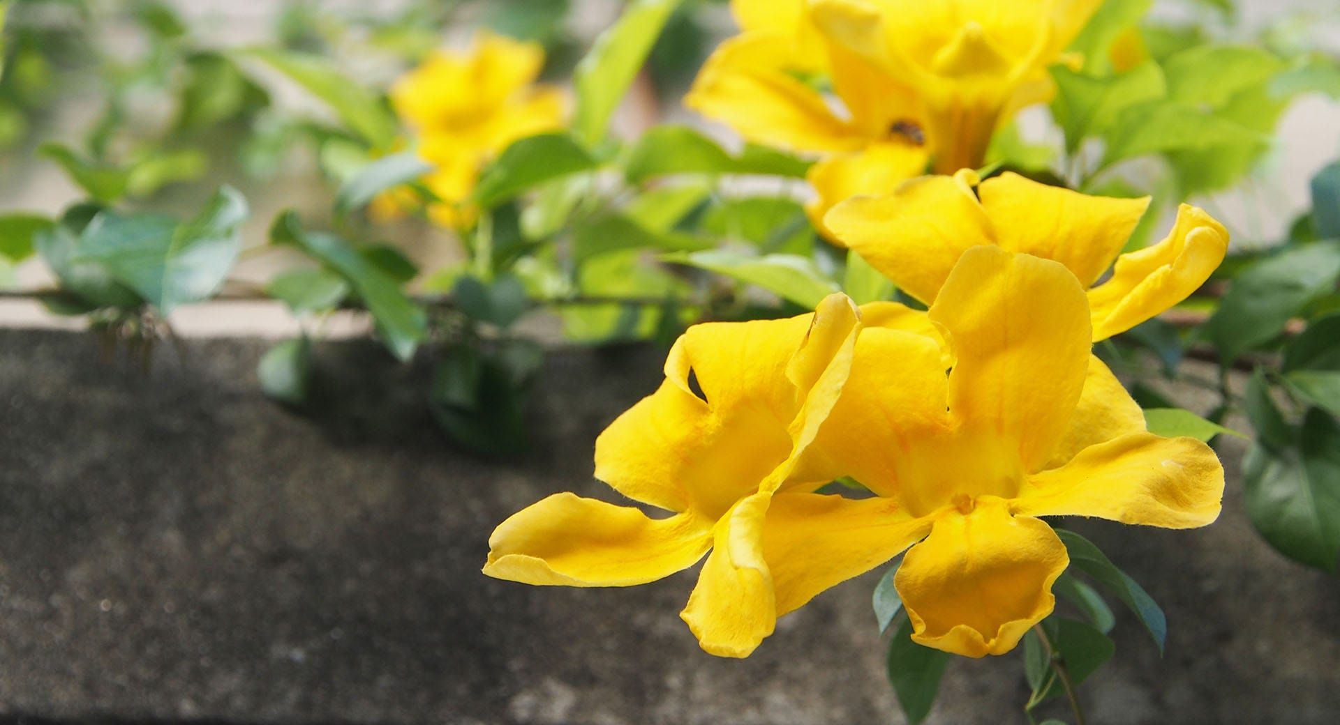 The Effects Of Cat S Claw Uncaria Tomentosa On The Brain By Nadovim Medium