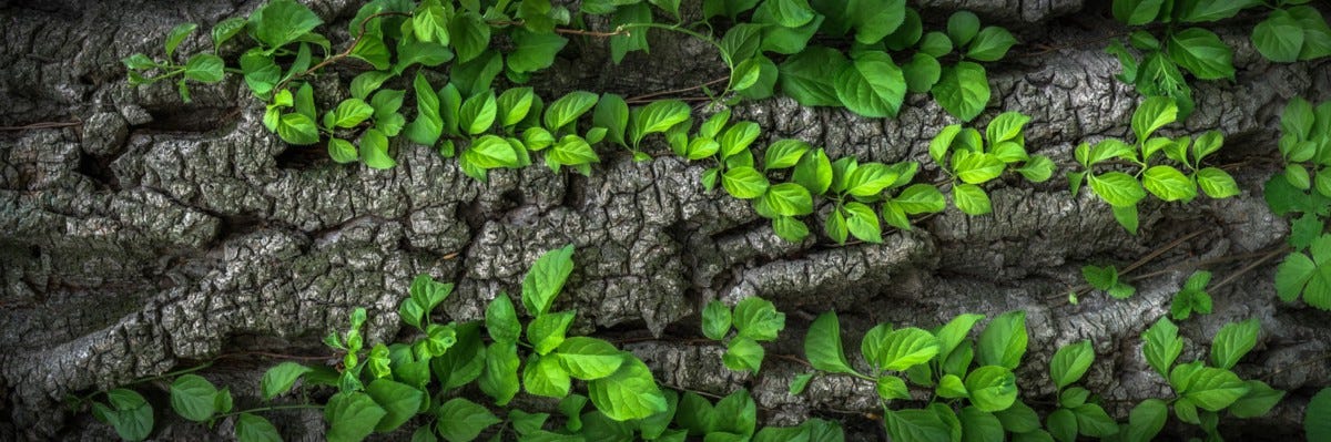 Bright green leaves growing on vines that crawl over top of an old tree trunk.