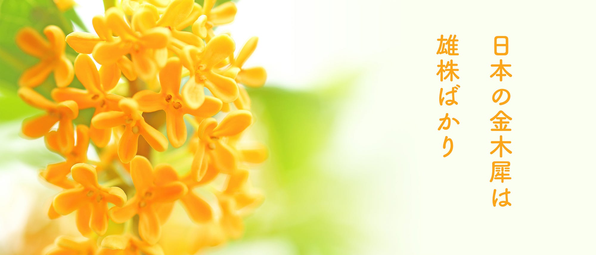 秋といえばこの花の香りを思い出す 金木犀 の知られざるトリビア 今年は10月に入ってからも 30度を超える夏のような日が続き 秋らしさをあまり感 By N Crevia Tac Medium 秋といえばこの花の香りを思い出す 金木犀 の知られざるトリビア 今年は10月に入ってからも 30度を超える夏のような日が続き 秋らしさをあまり感 By N Crevia Tac Medium