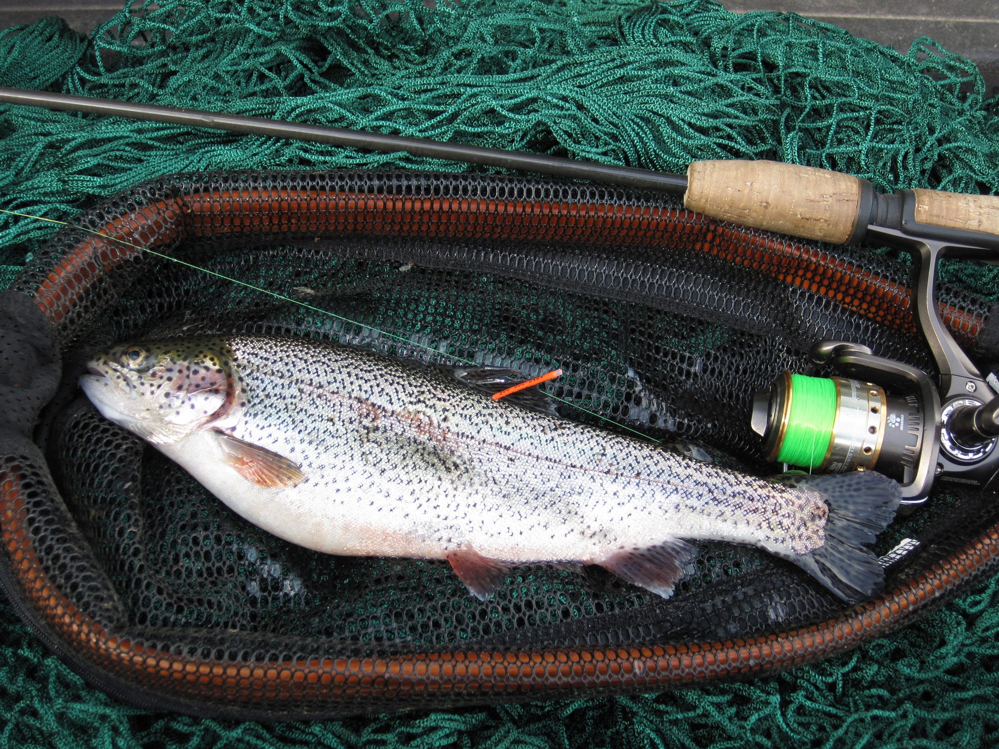 A tagged prize trout in the 2021 Trout Derby in a net after being caught.
