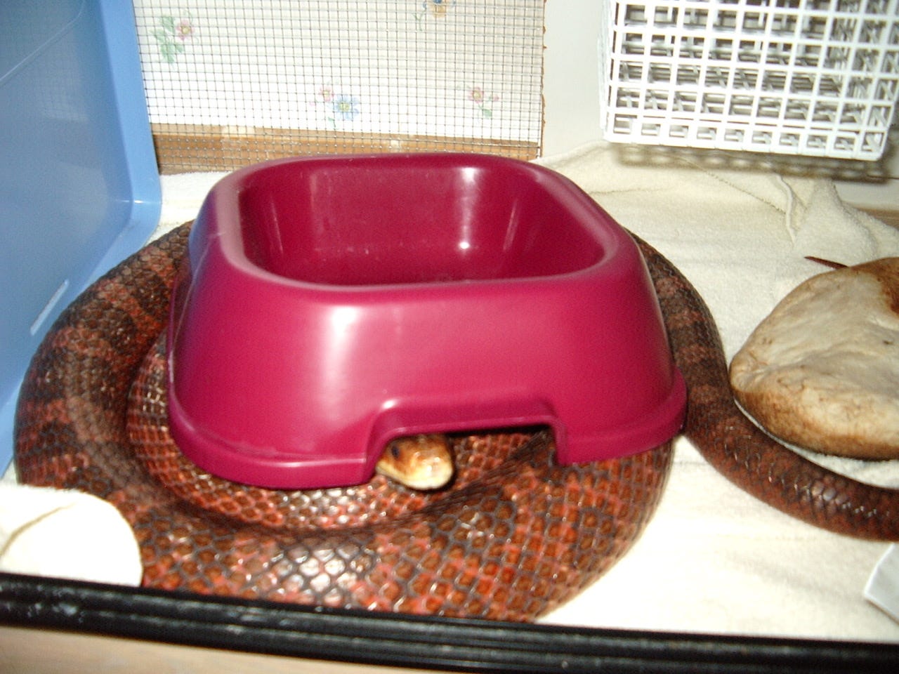 A pet snake in a tank, coiled up under a red plastic water dish, thinking he is hiding.