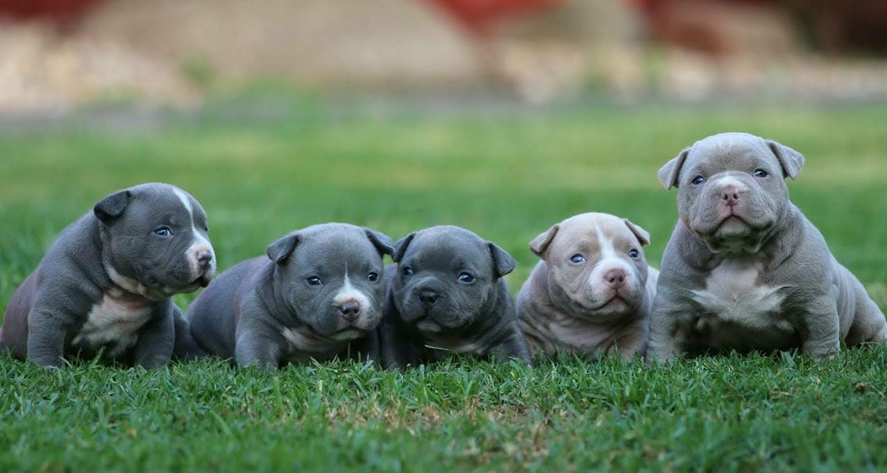 Amazing American Bully Transformations From Puppies Into Adults Bully King Magazine