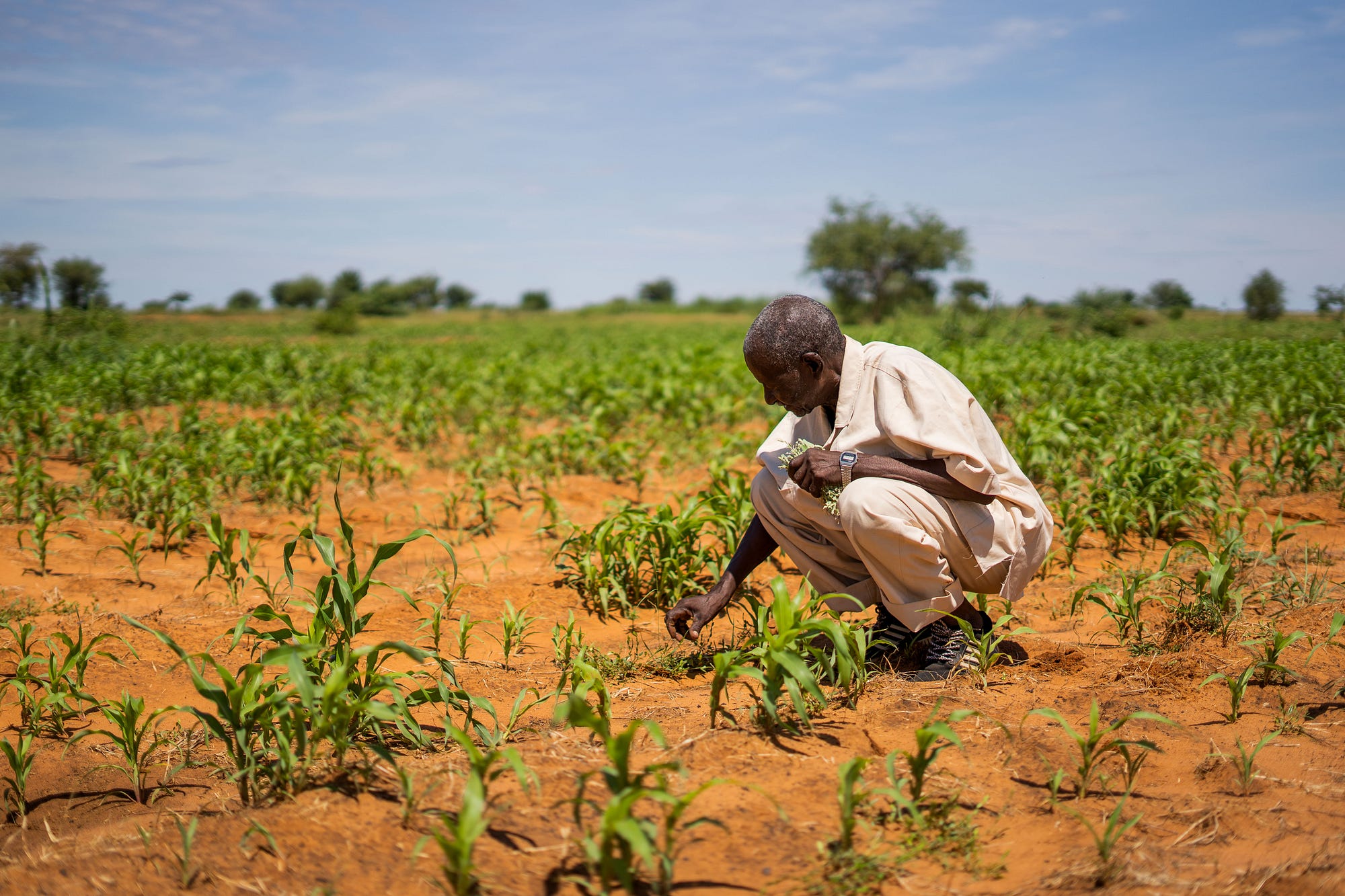 Growing farming businesses in Sudan by UN Development Programme Medium