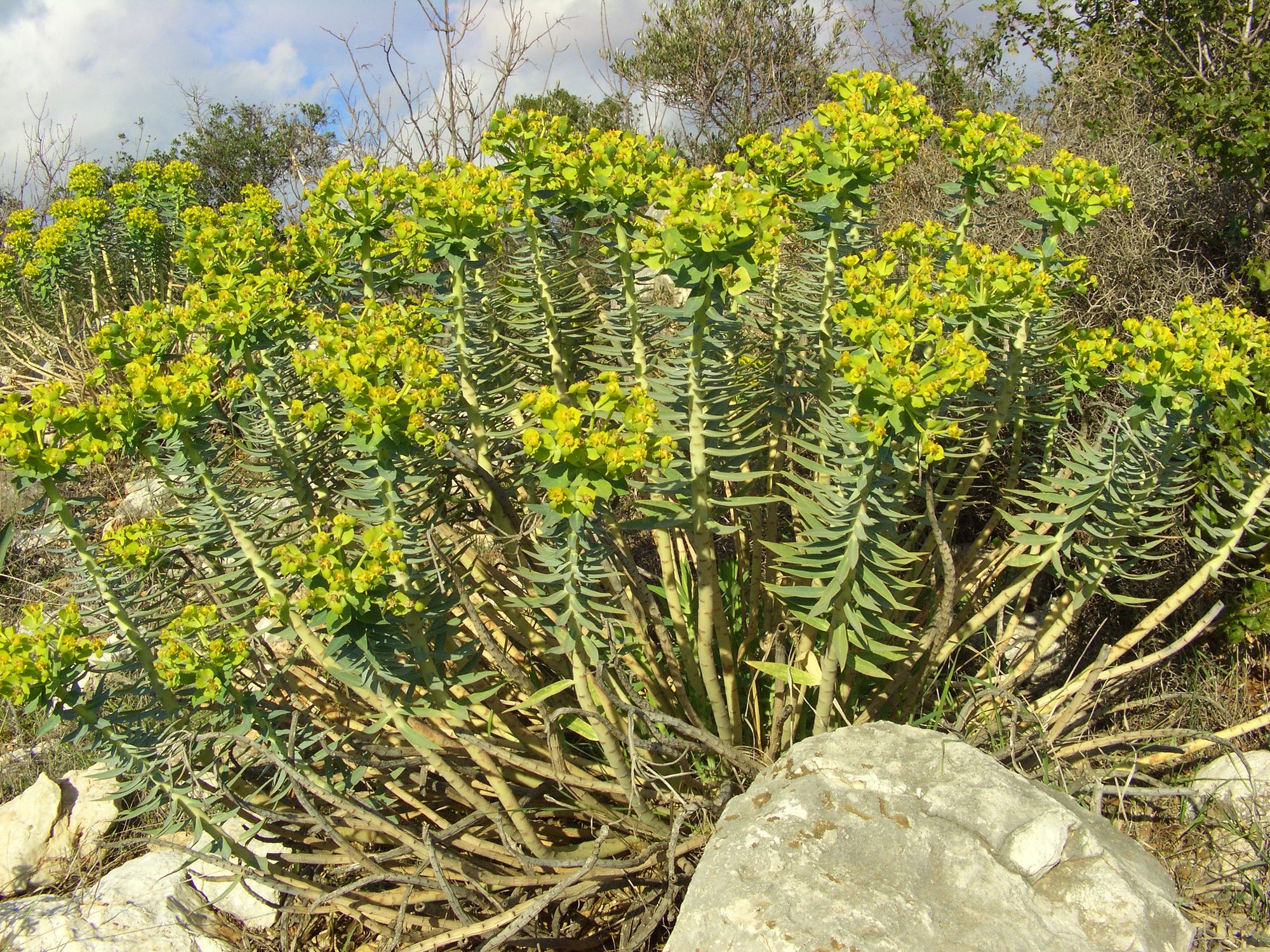 Gopher plant image; Euphorbia rigida