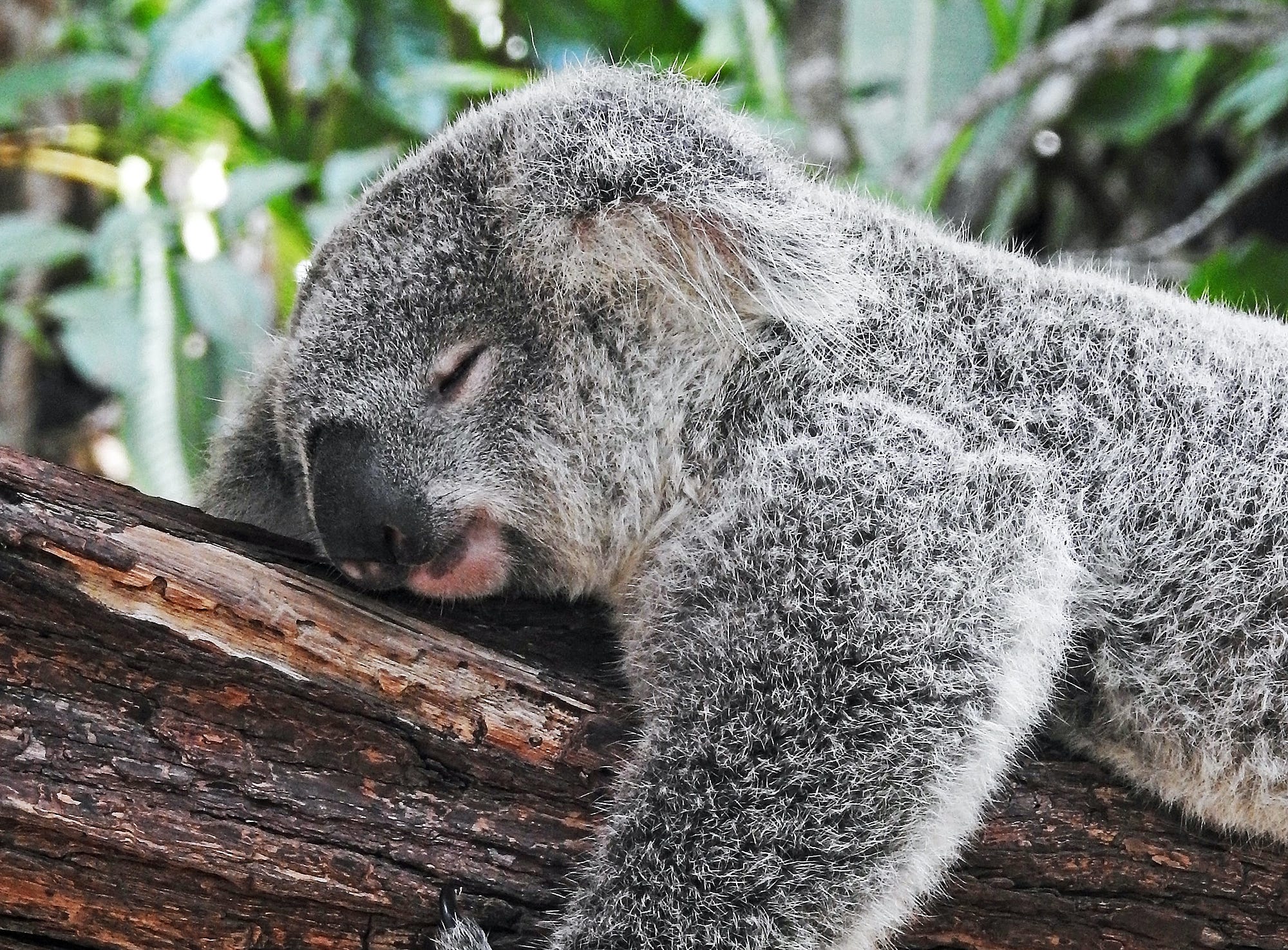 Sleeping koala. He’s awake 3 years of his life. 4 hours less sleep a day means 6 years of consciousness