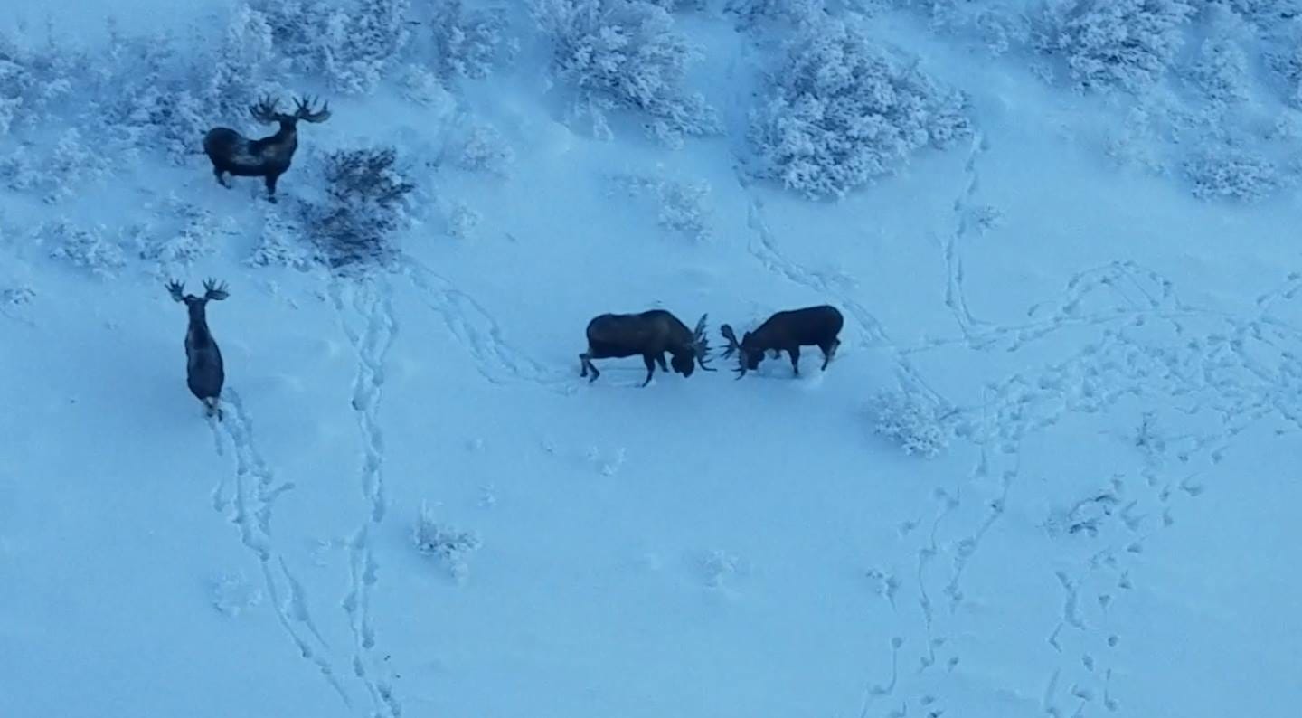aerial of 4 bull moose in the snow with 2 bulls fighting