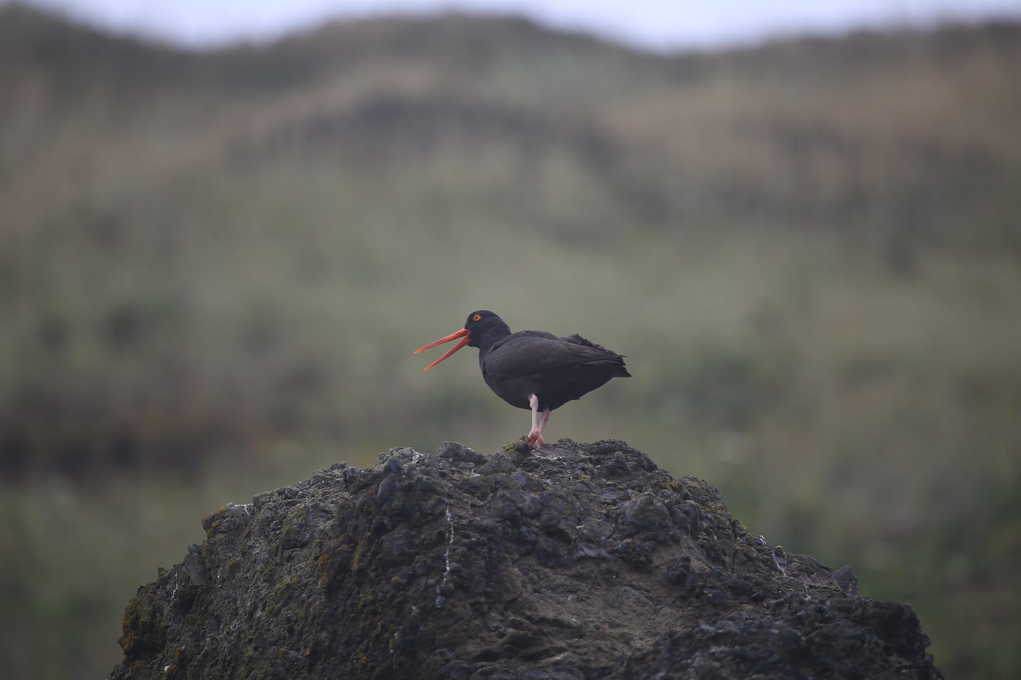 Black oystercatchers (Haematopus bachmani) are found in intertidal zones. Their long, strong beaks can be used for prying mussels and barnacles open and getting in to hard-to-reach crevices.
