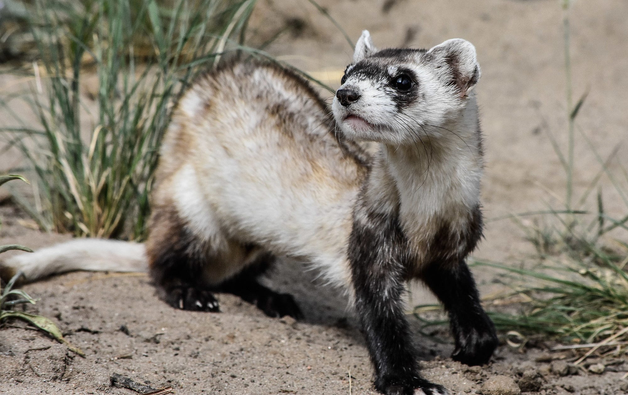 black-footed ferret looking to the left while standing on dirt and grass