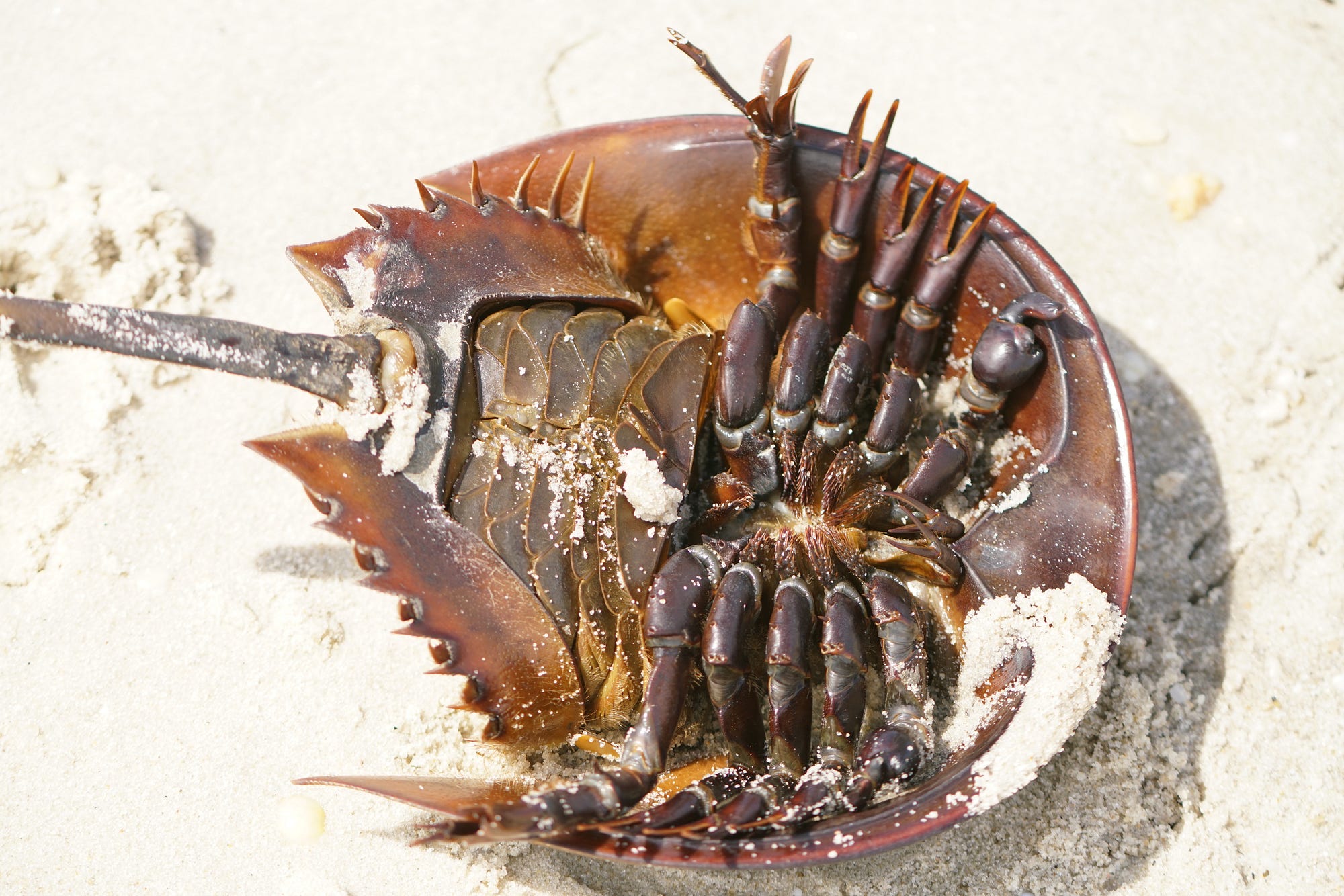 Helping Overturned Horseshoe Crabs by U.S. Fish & Wildlife Service