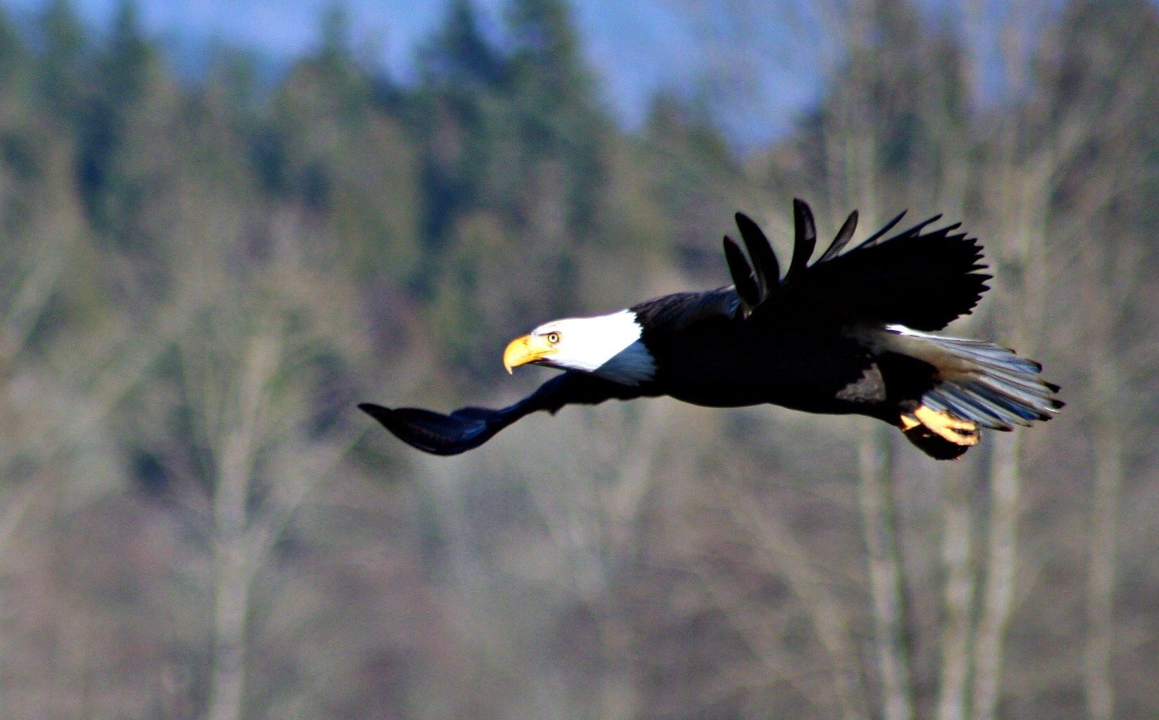 A bald eagle soars in the Skagit Valley. (Angie Banta)
