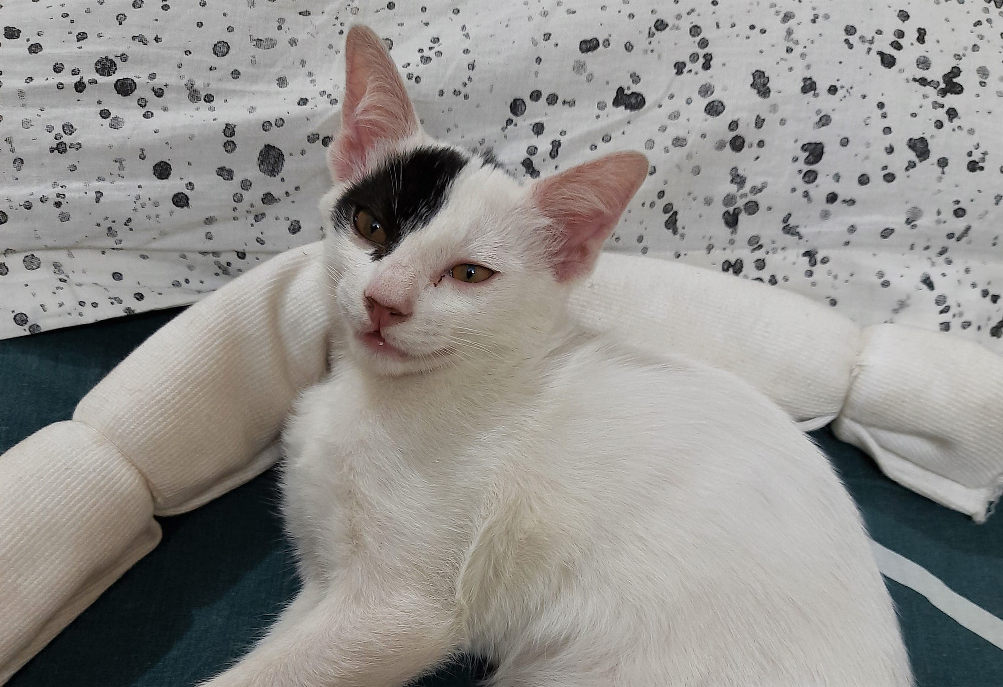 Mini, the lovely cat staring at you