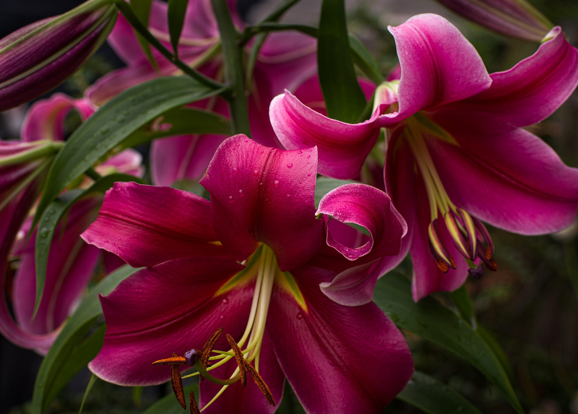 Orienpet and Other Lillium in Our Garden | by Louise Peacock ...