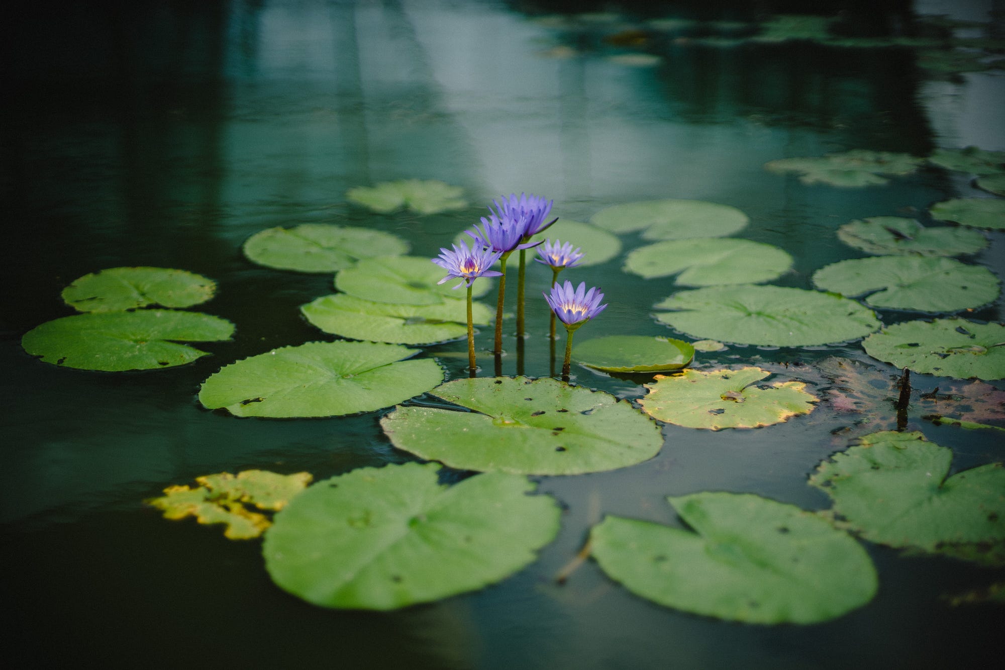 The career quest Lotus in the mud by Strong at broken places Medium