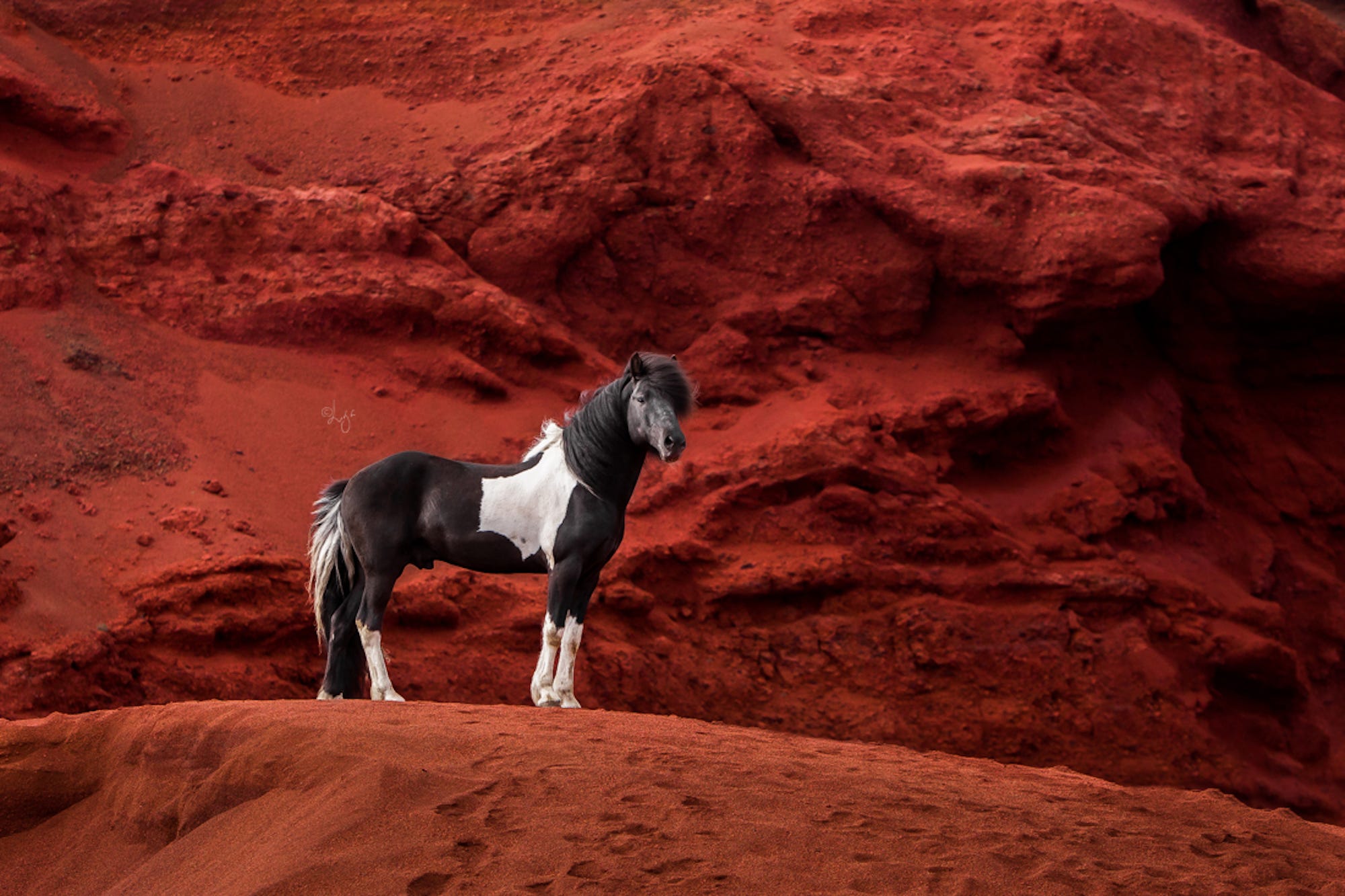 Just 15 Photographs Of Majestic Horses In Iceland By Jack Shepherd Tenderly Just 15 Photographs Of Majestic Horses In Iceland By Jack Shepherd Tenderly