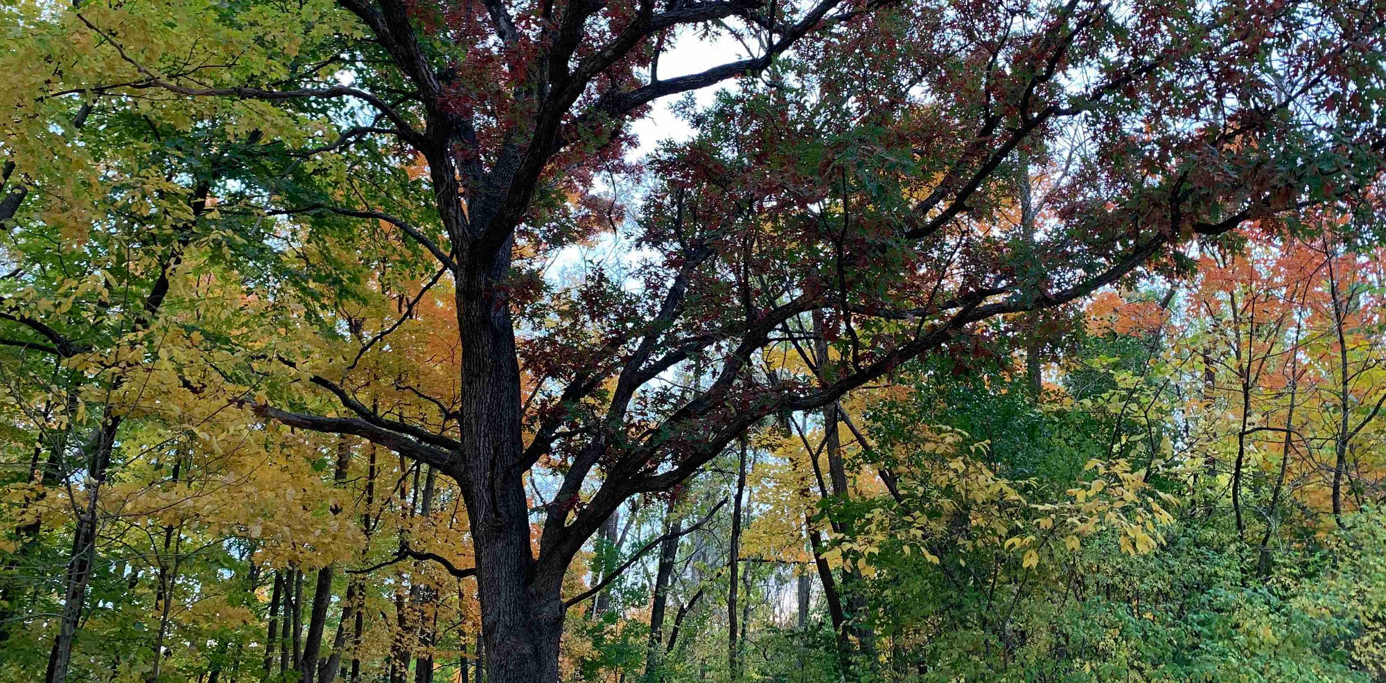 Red-leved oak tree in forest of autumnal colors. Wehr Nature Center, Greenfield, WI, USA. Image Credit: Laurel Haak. CC-BY-4.0