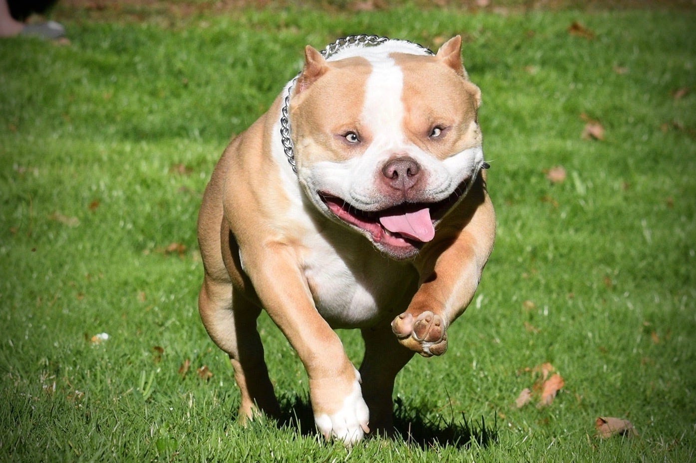 Amazing American Bully Transformations From Puppies Into Adults Bully King Magazine