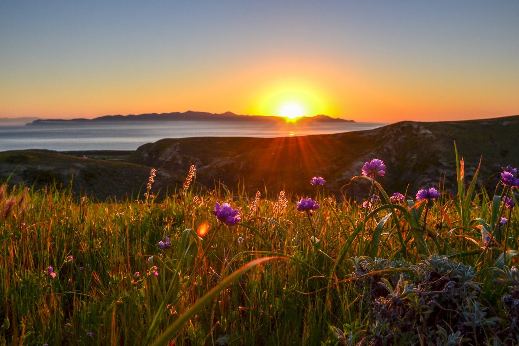 sunset over an ocean with purple lupine in the foreground
