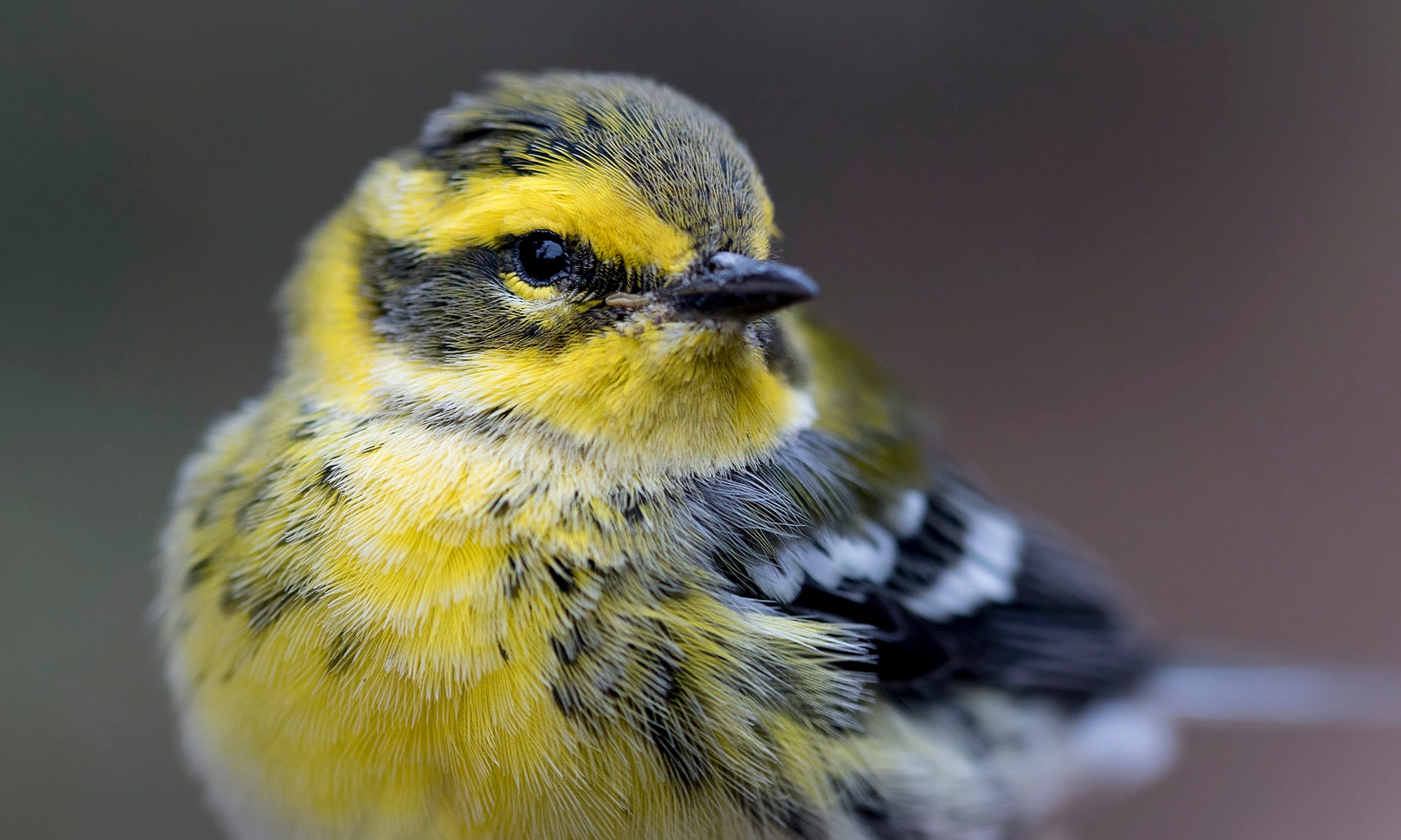 close up of a yellow and grey bird