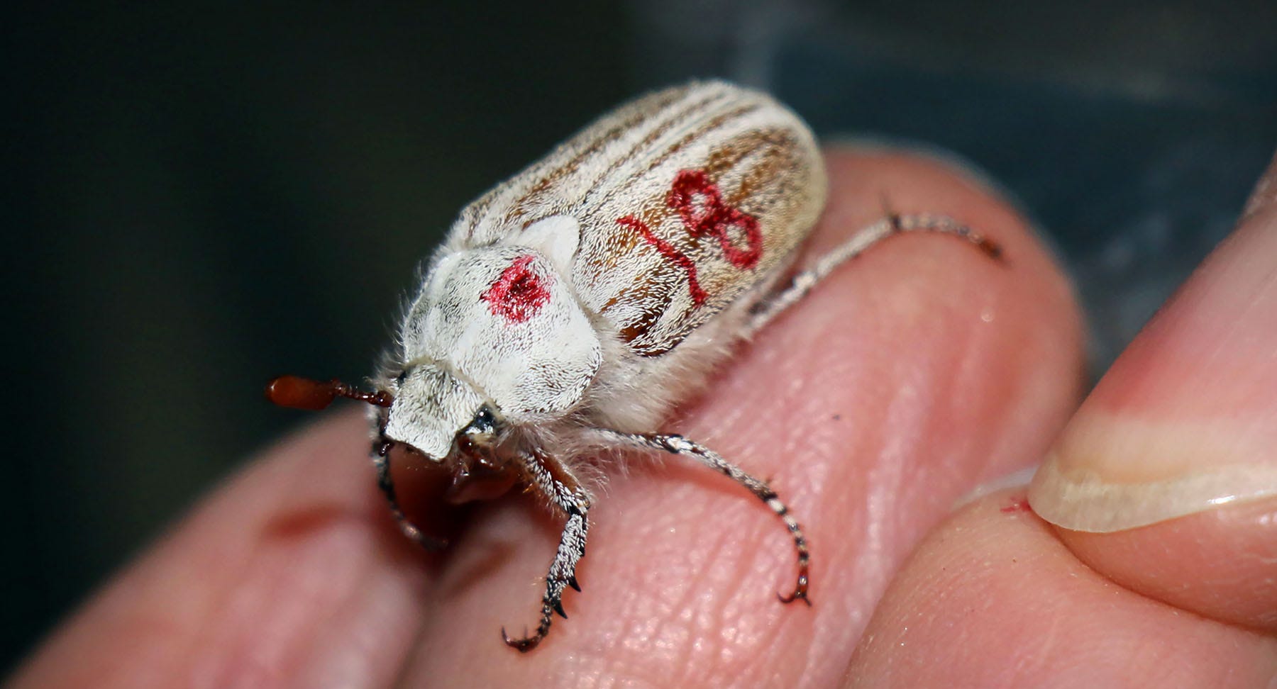 a white beetle that’s tagged with the number 18 on a biologist’s hand
