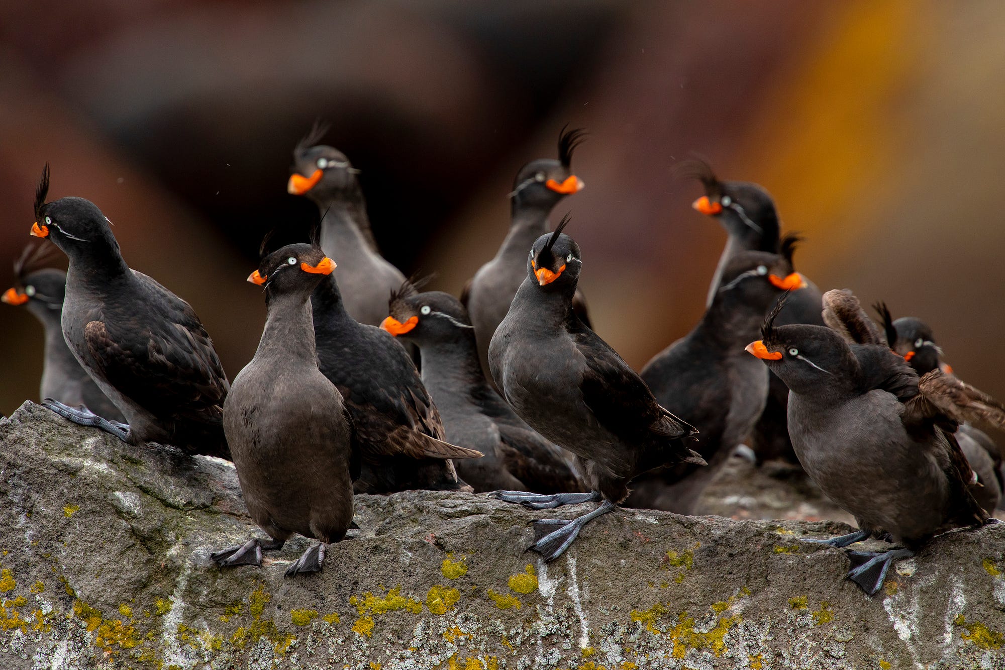 A close up view of a group of black seabirds with bright orange beaks and feather “crests” on their foreheads.
