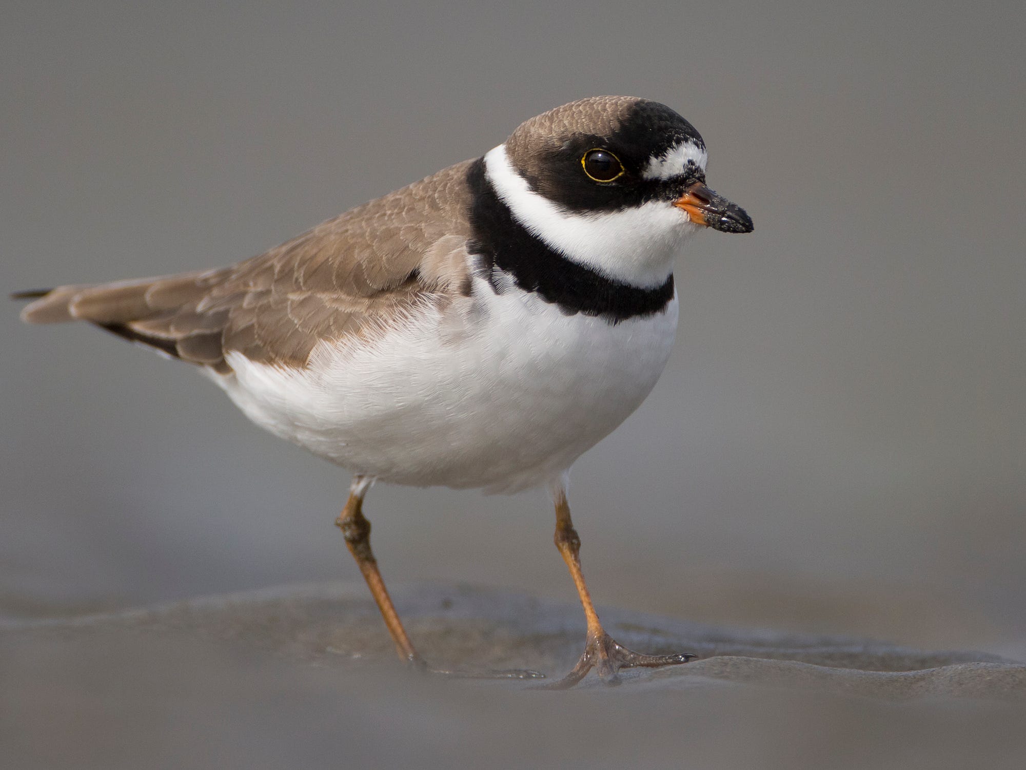 Close-up of a Semipalmated Plover