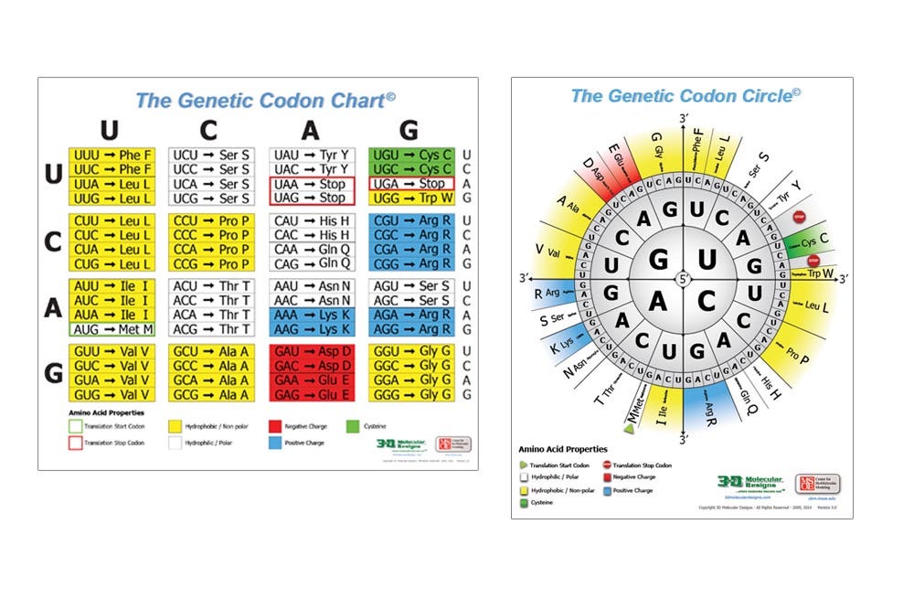 amino-acids-codons