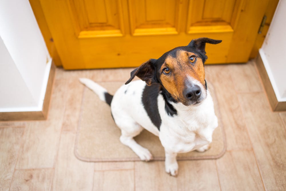 What happens to your dog when you leave them alone by Adaptil Happy Hound Medium